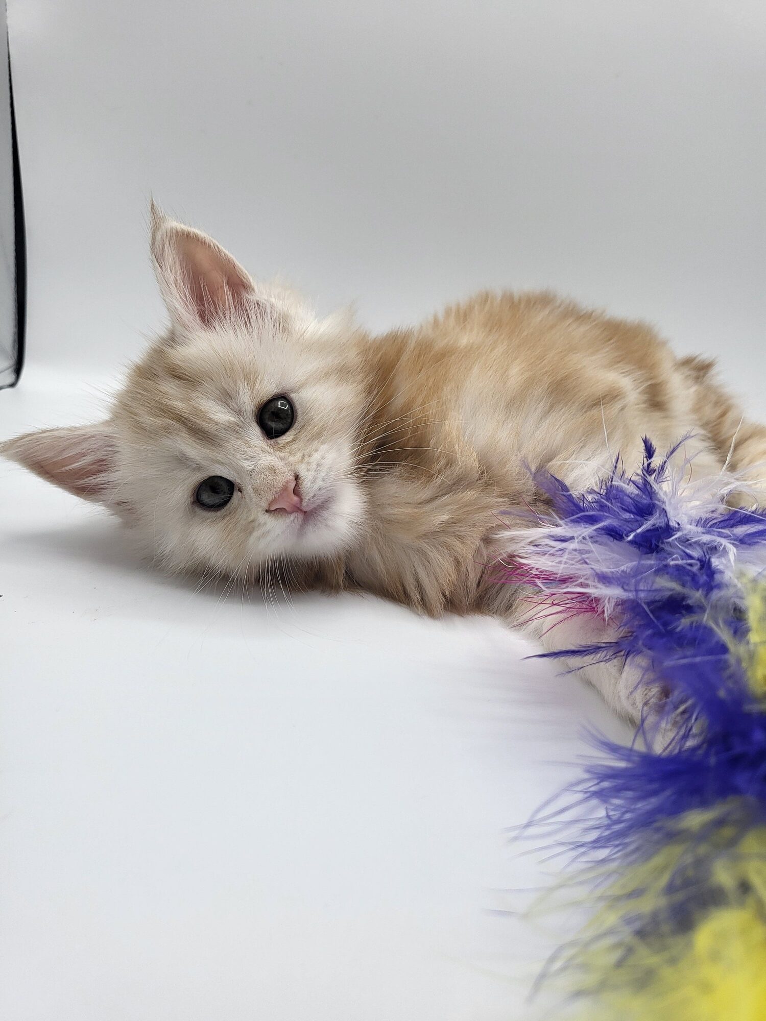 Valkyrie – Maine Coon Chaton – Elevage Familiale Maine Coon Loof – Chatterie de l’Akatsucoon