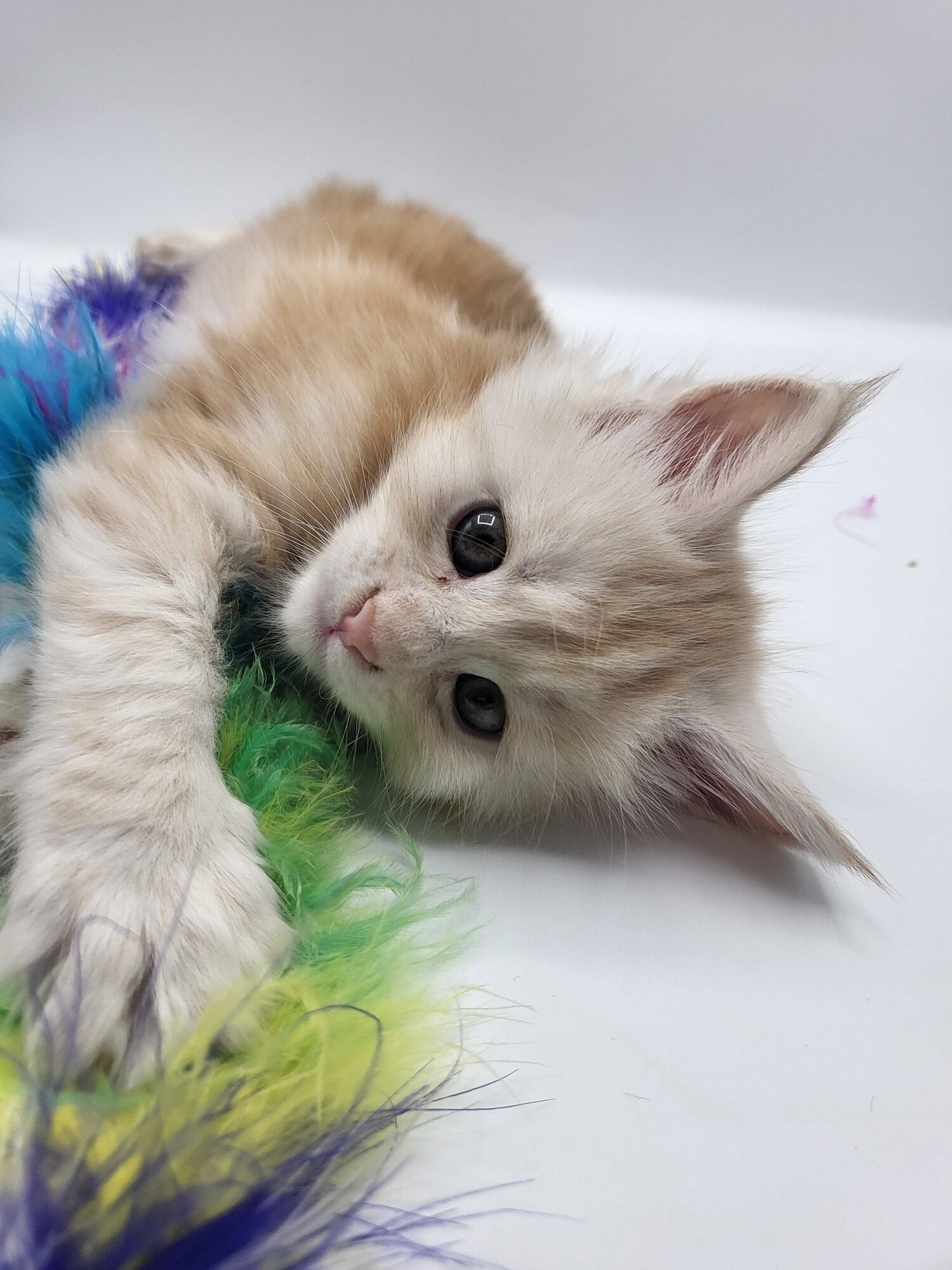 Valkyrie – Maine Coon Chaton – Elevage Familiale Maine Coon Loof – Chatterie de l’Akatsucoon