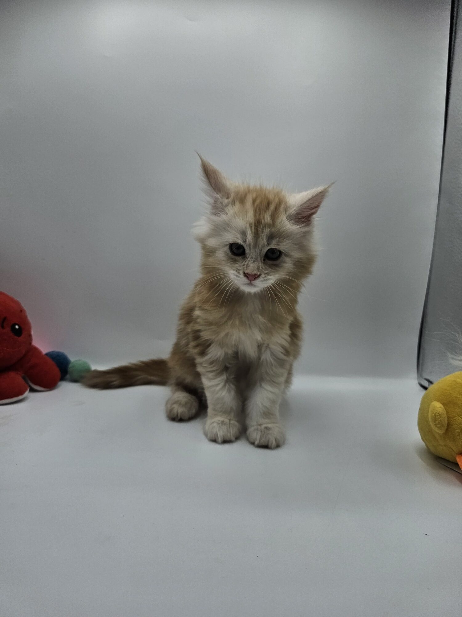 Valkyrie – Maine Coon Chaton – Elevage Familiale Maine Coon Loof – Chatterie de l’Akatsucoon