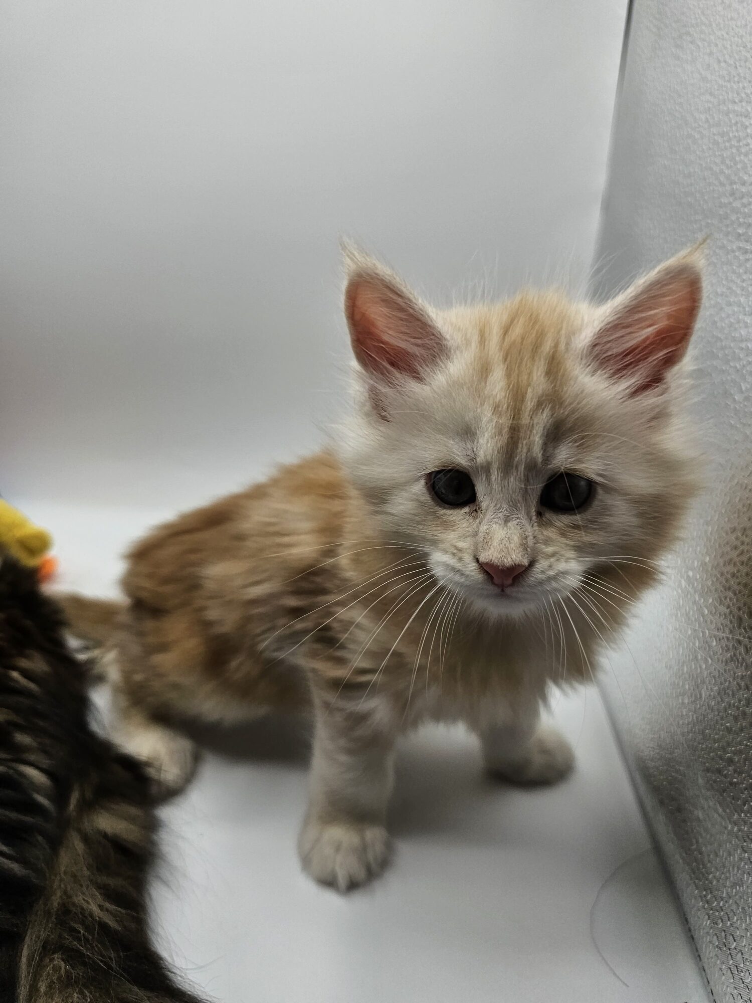 Valkyrie – Maine Coon Chaton – Elevage Familiale Maine Coon Loof – Chatterie de l’Akatsucoon