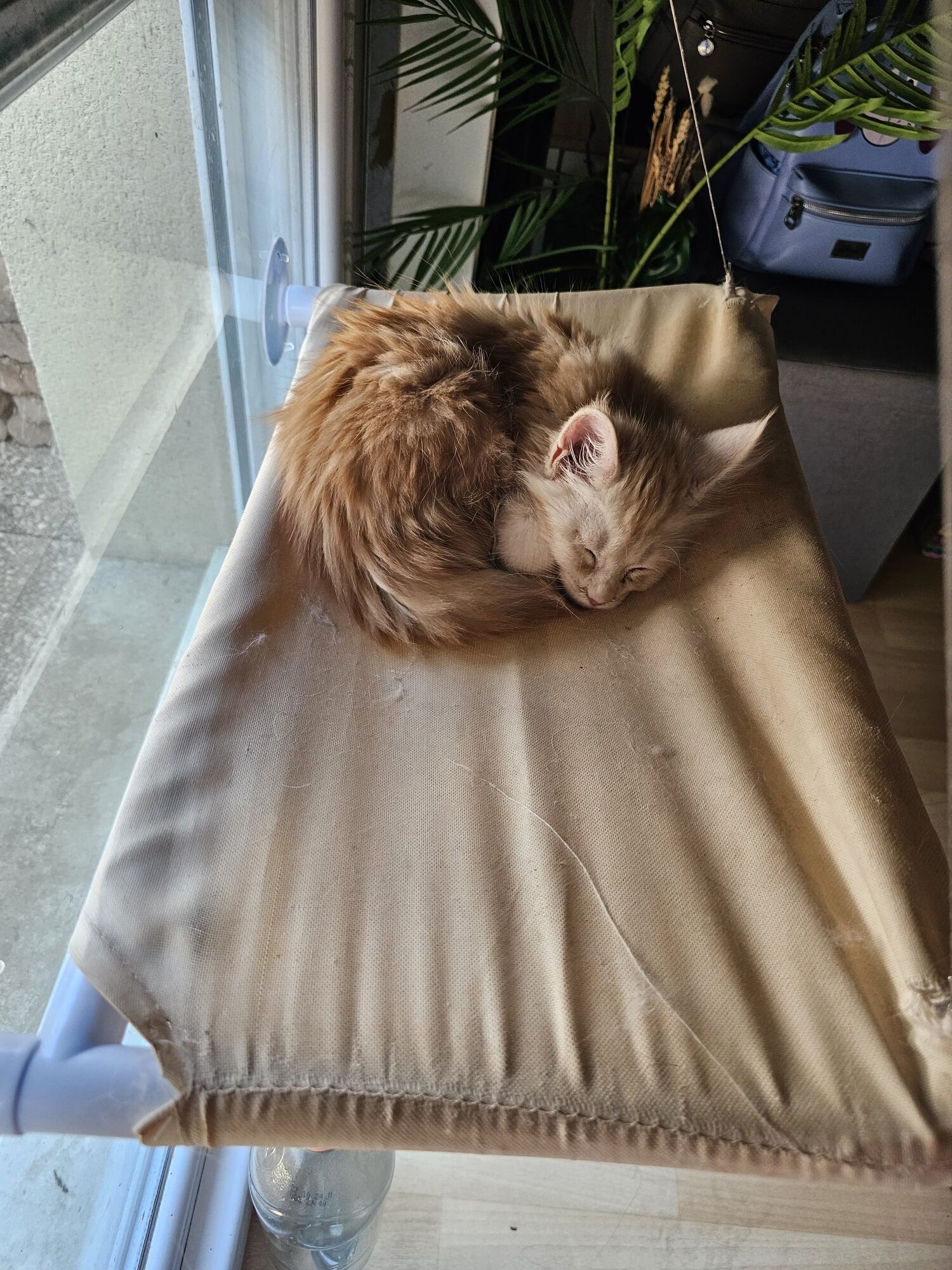 Valkyrie – Maine Coon Chaton – Elevage Familiale Maine Coon Loof – Chatterie de l’Akatsucoon