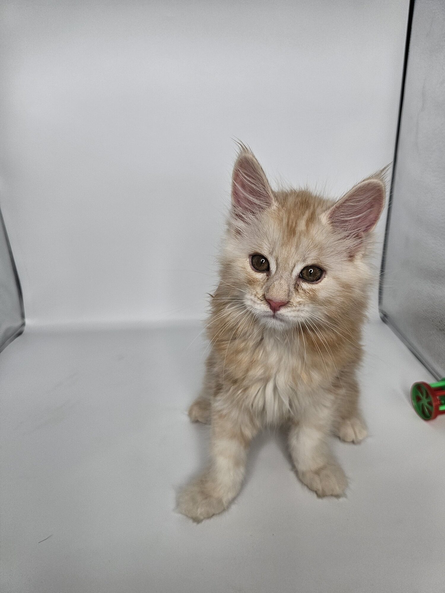 Valkyrie – Maine Coon Chaton – Elevage Familiale Maine Coon Loof – Chatterie de l’Akatsucoon