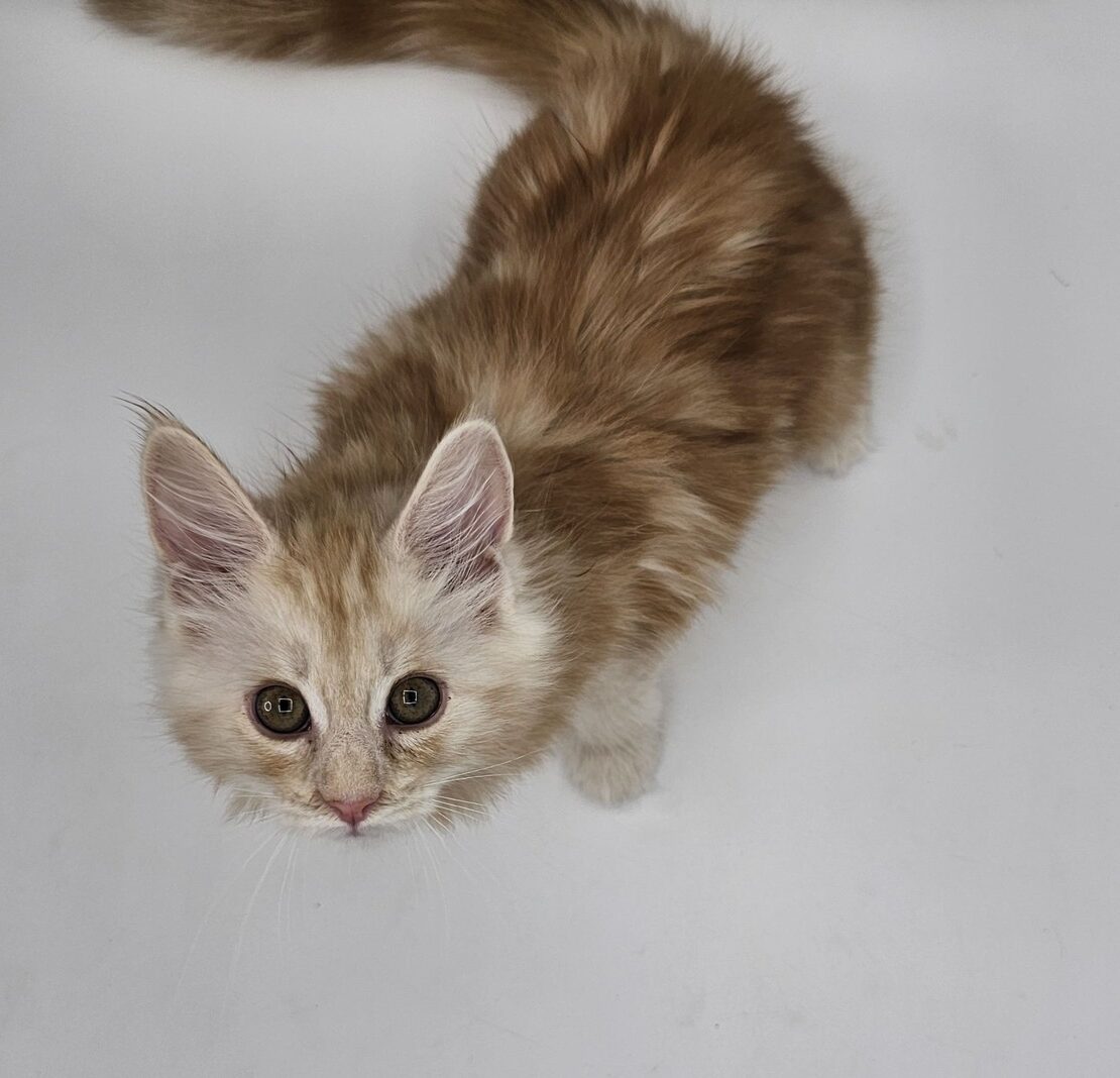 Valkyrie – Maine Coon Chaton – Elevage Familiale Maine Coon Loof – Chatterie de l’Akatsucoon