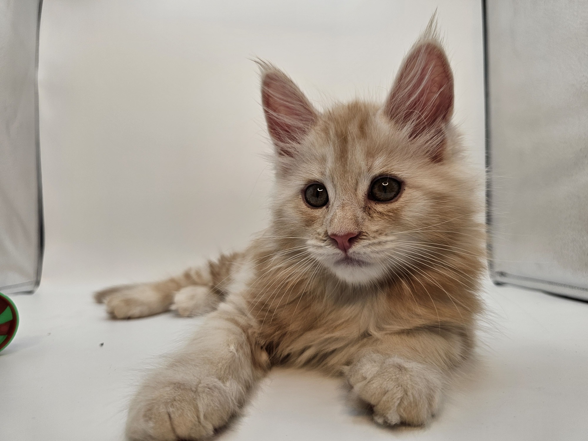 Valkyrie – Maine Coon Chaton – Elevage Familiale Maine Coon Loof – Chatterie de l’Akatsucoon