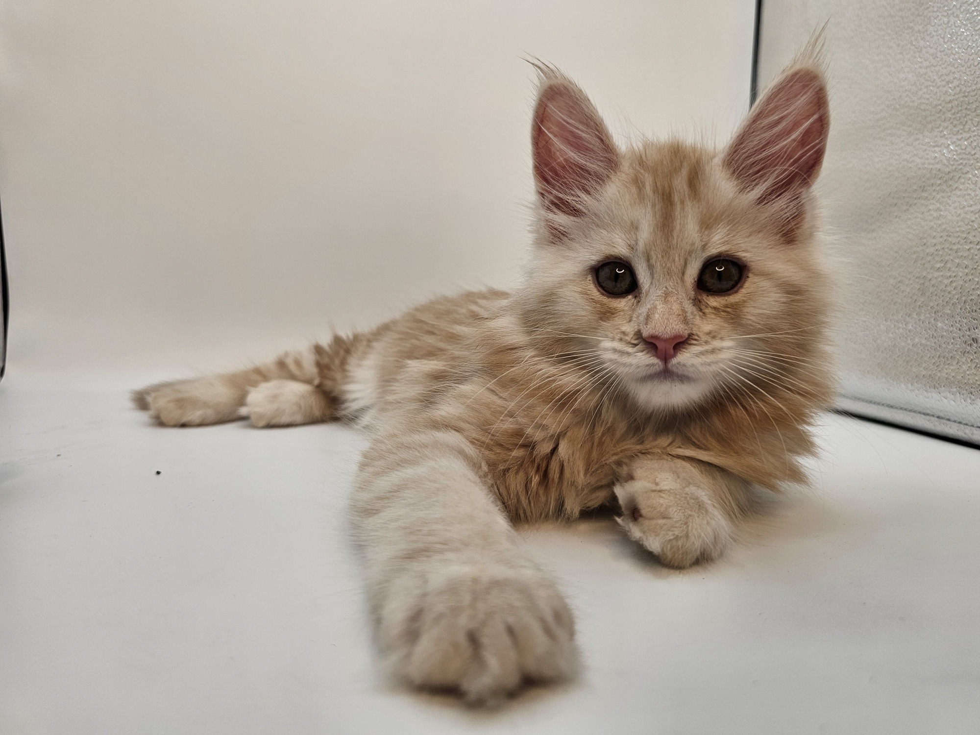 Valkyrie – Maine Coon Chaton – Elevage Familiale Maine Coon Loof – Chatterie de l’Akatsucoon