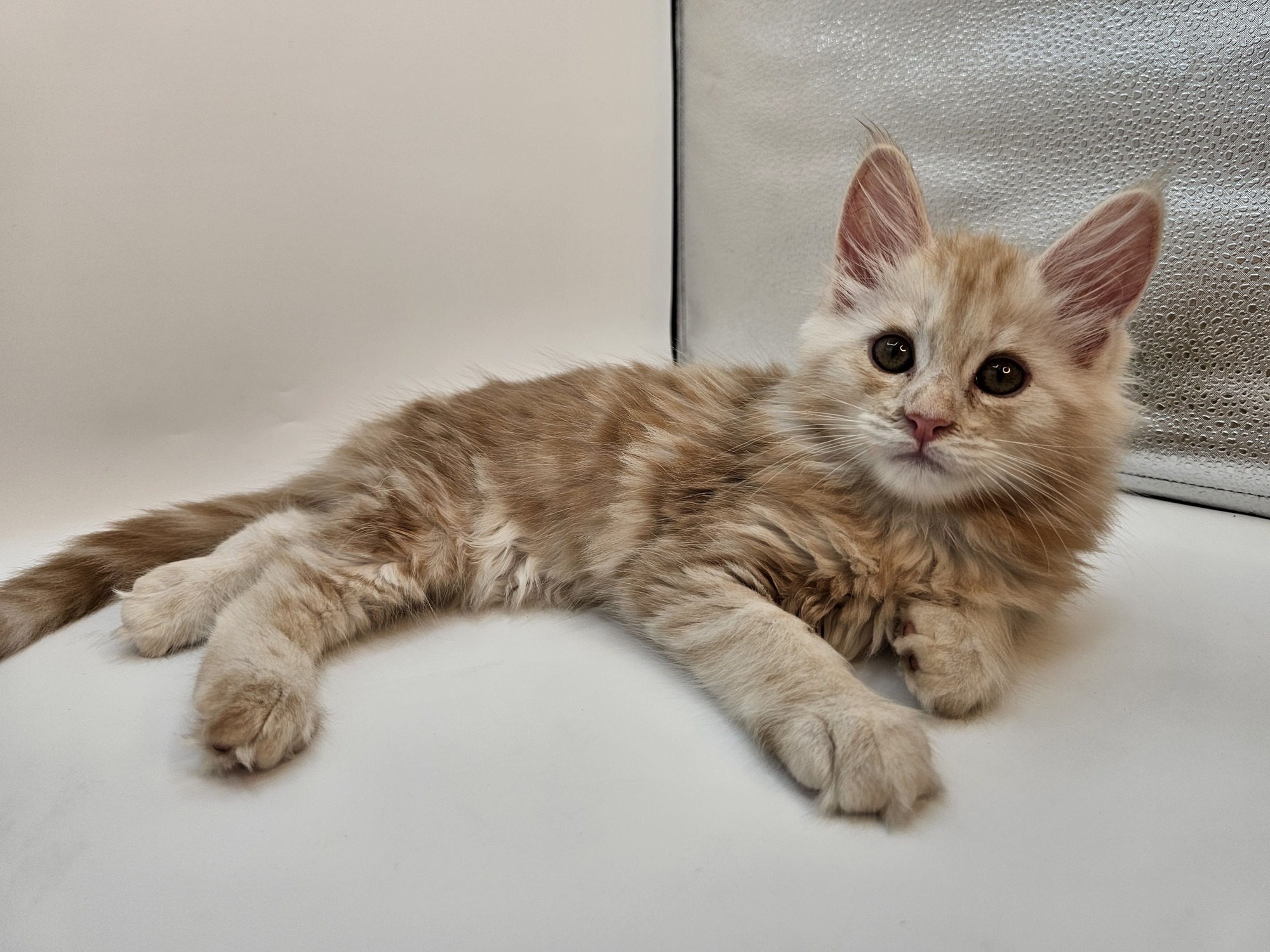 Valkyrie – Maine Coon Chaton – Elevage Familiale Maine Coon Loof – Chatterie de l’Akatsucoon