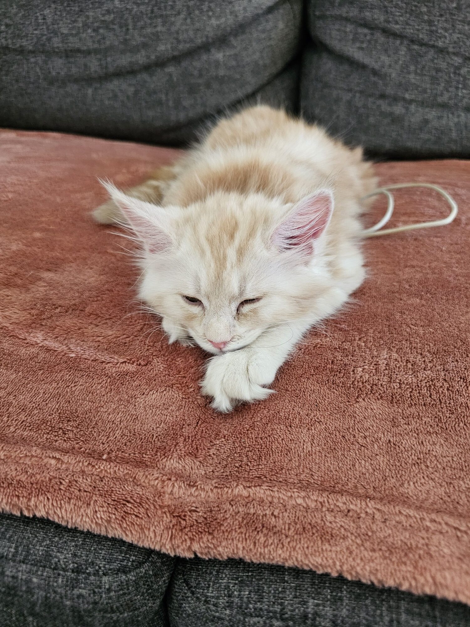 Valkyrie – Maine Coon Chaton – Elevage Familiale Maine Coon Loof – Chatterie de l’Akatsucoon