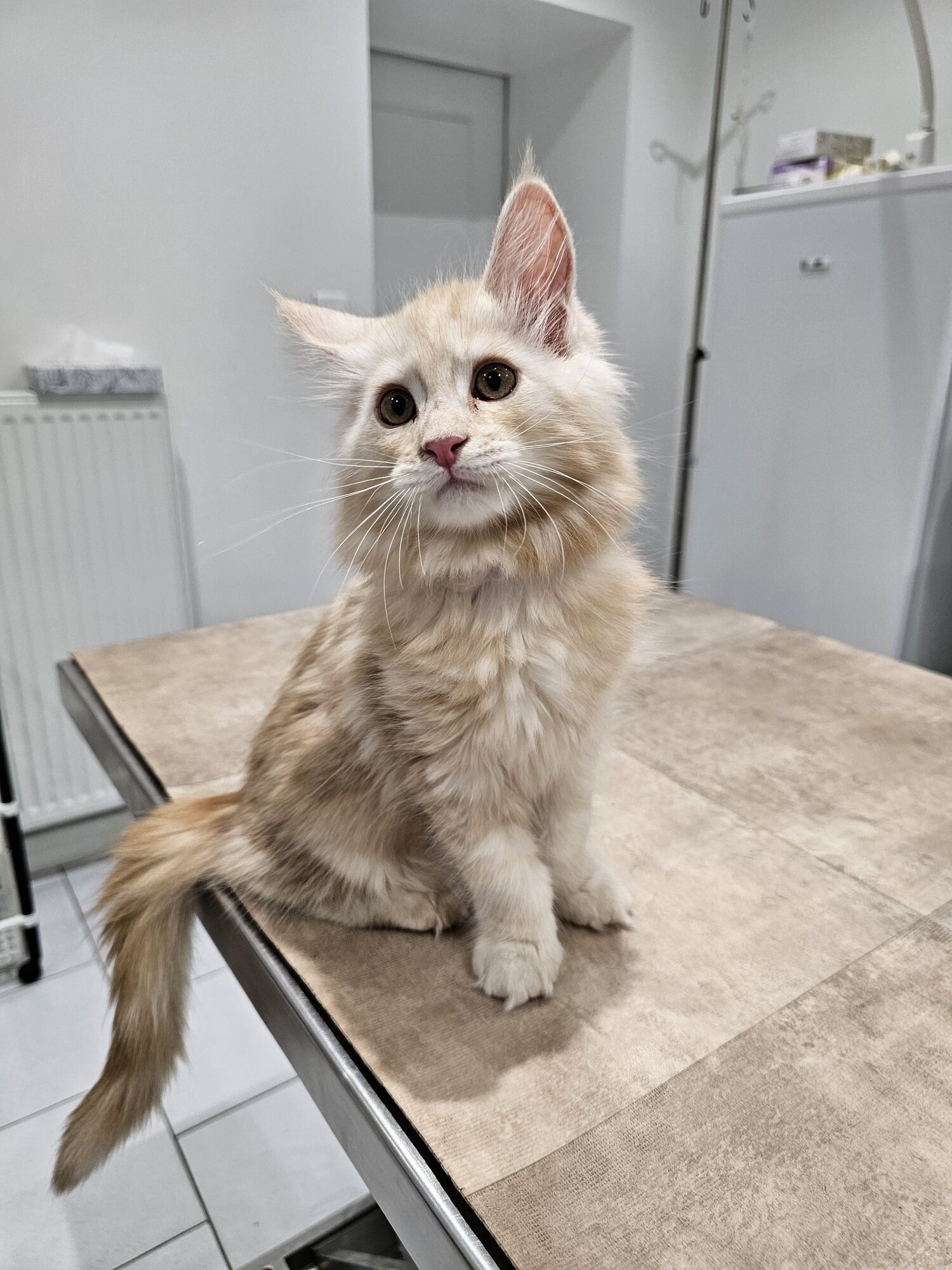 Valkyrie – Maine Coon Chaton – Elevage Familiale Maine Coon Loof – Chatterie de l’Akatsucoon