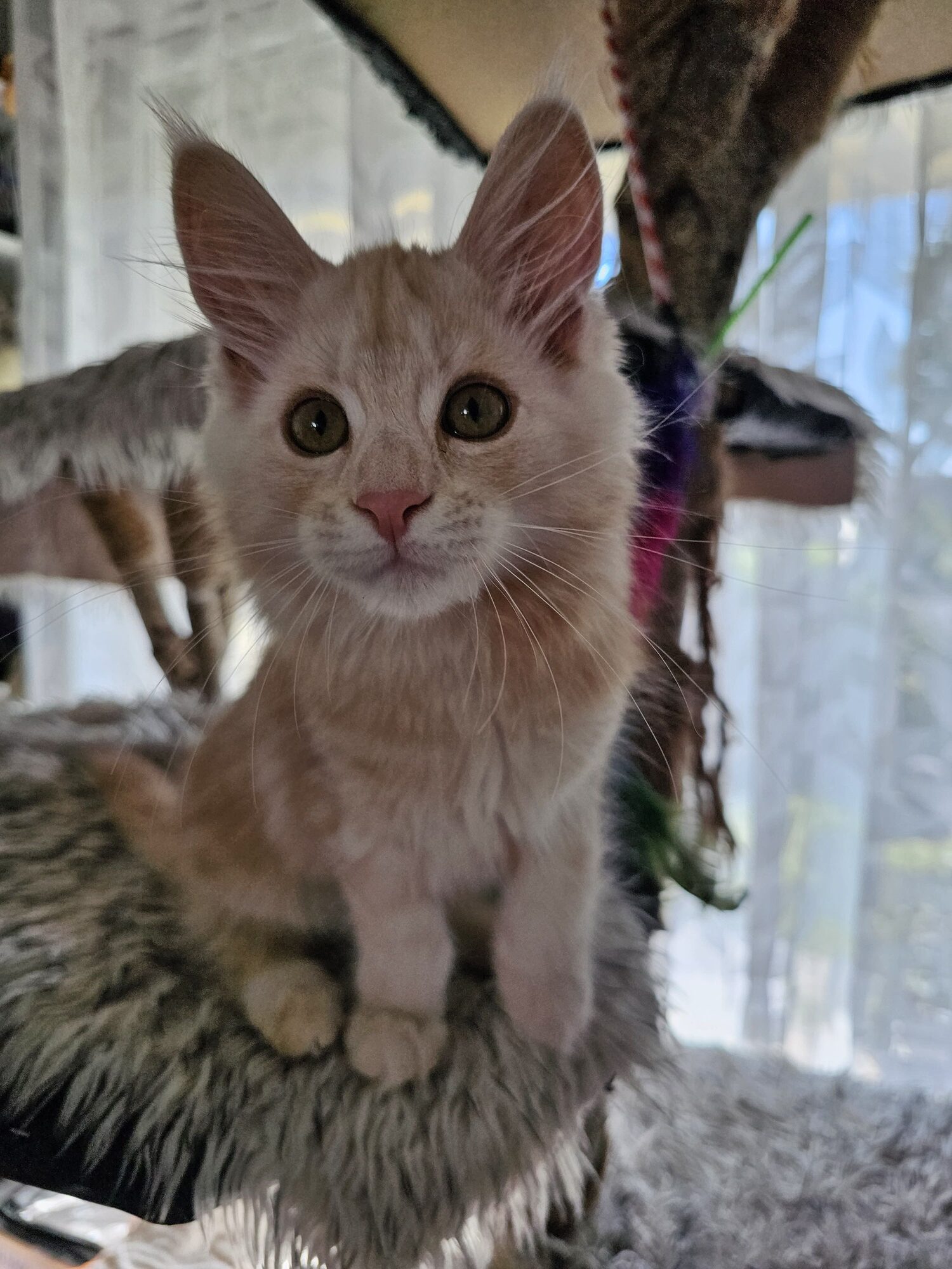 Valkyrie – Maine Coon Chaton – Elevage Familiale Maine Coon Loof – Chatterie de l’Akatsucoon