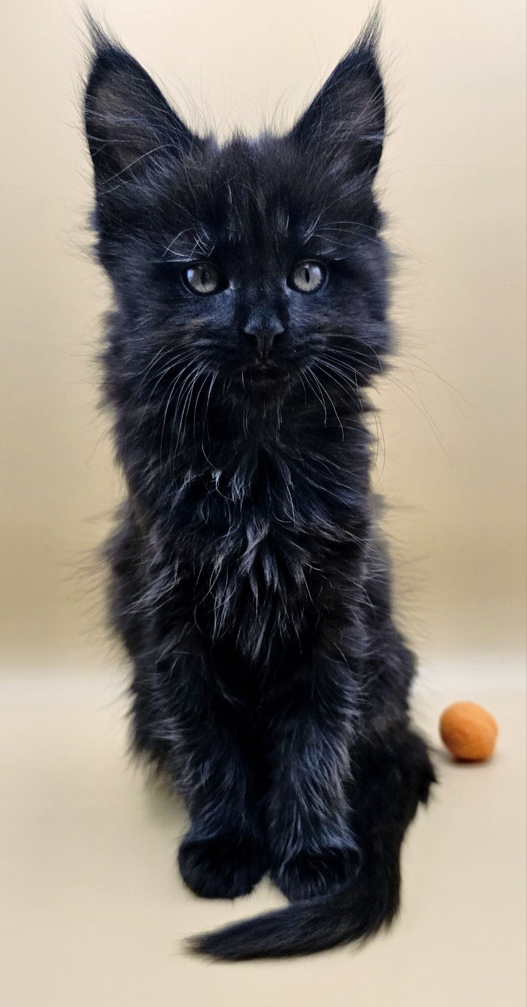Chaton Yuma – Chatterie de l’Akatsucoon