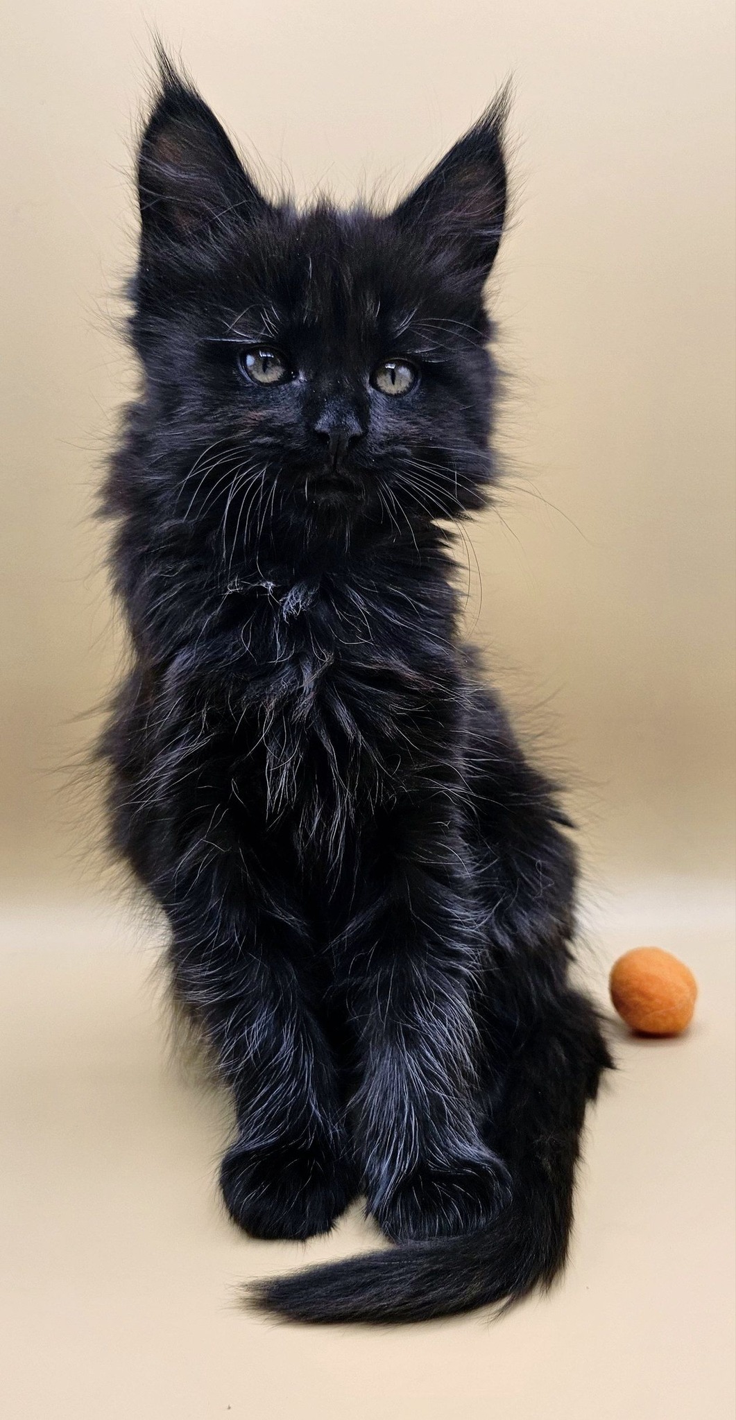 Chaton Yuma – Chatterie de l’Akatsucoon