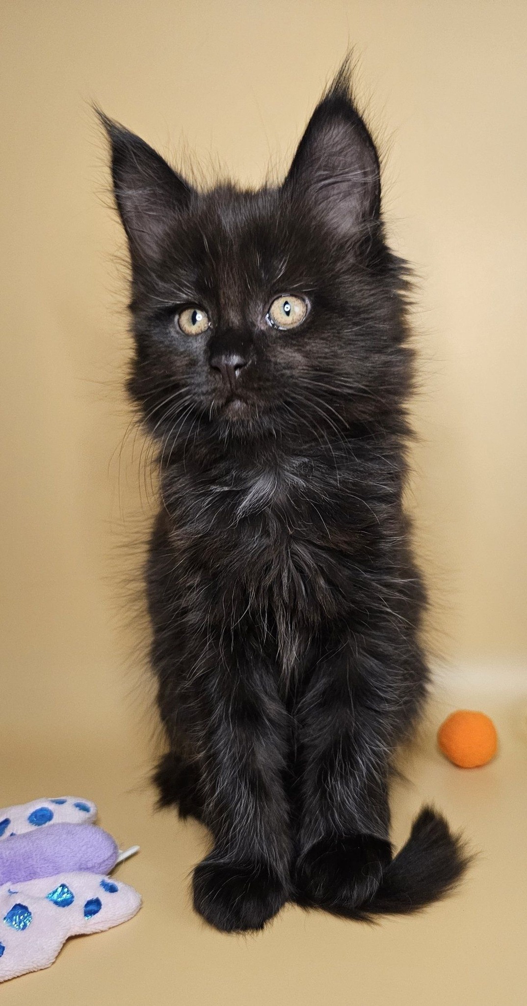 Chaton Yuma – Chatterie de l’Akatsucoon