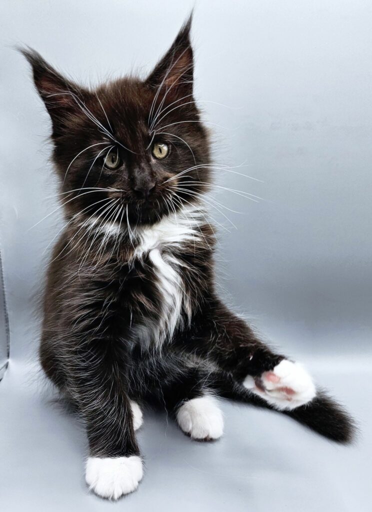 Chaton Zeus - Chatterie de l'Akatsucoon
