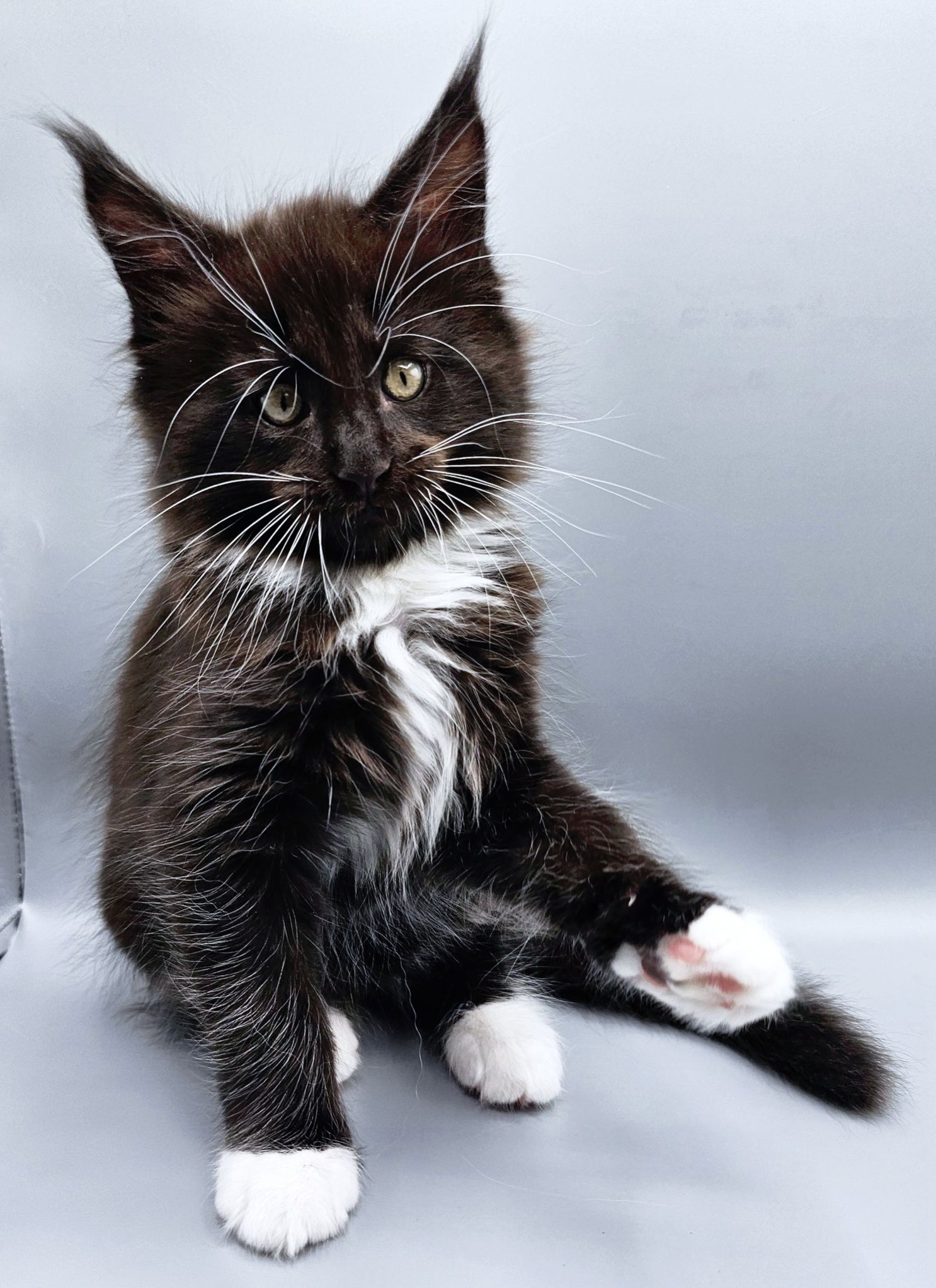 Chaton Zeus – Chatterie de l’Akatsucoon
