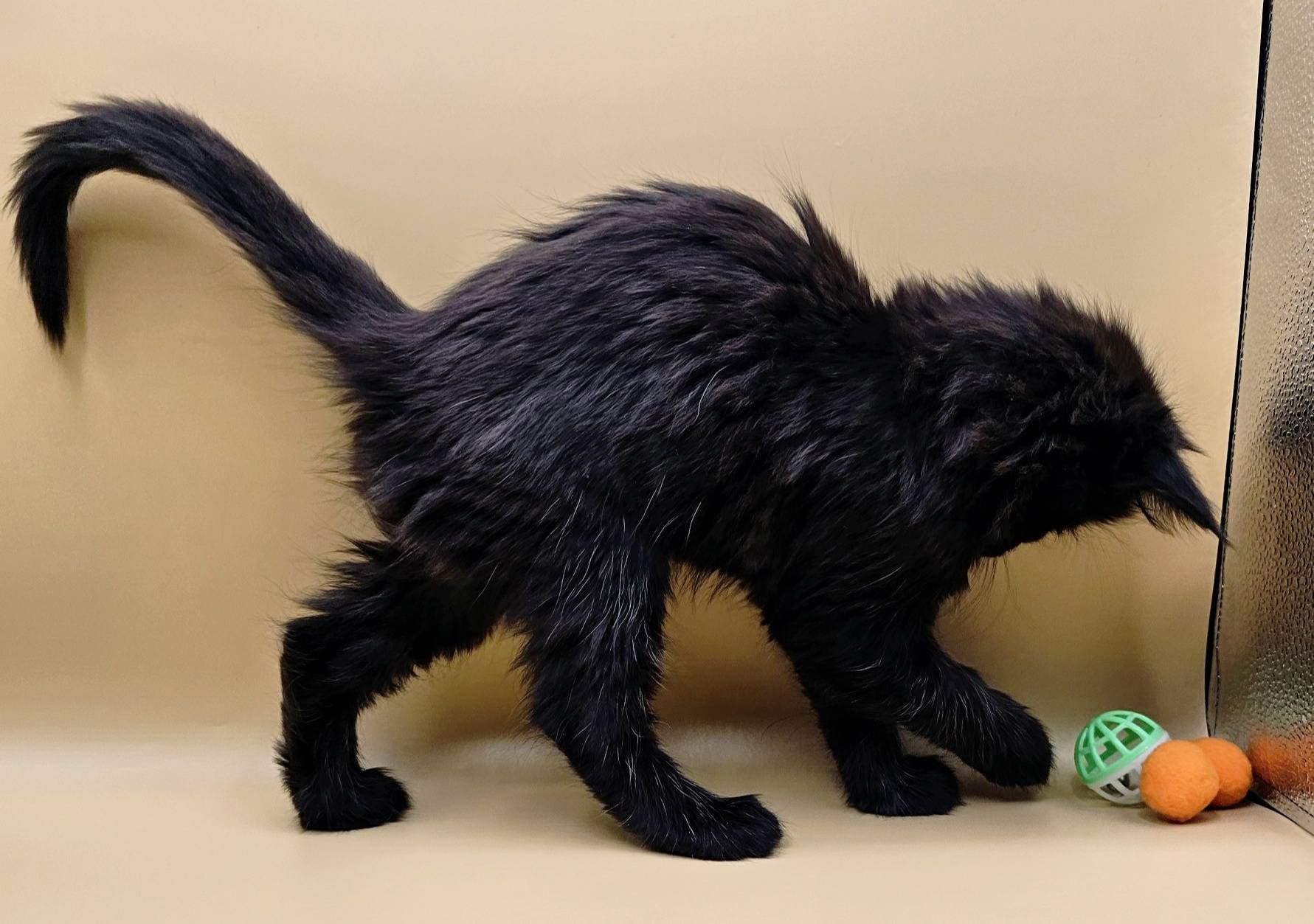 Chaton Yuma – Chatterie de l’Akatsucoon
