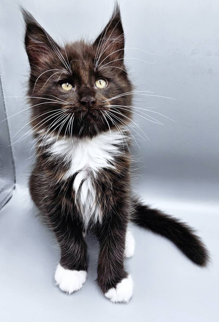 Chaton Zeus – Chatterie de l’Akatsucoon