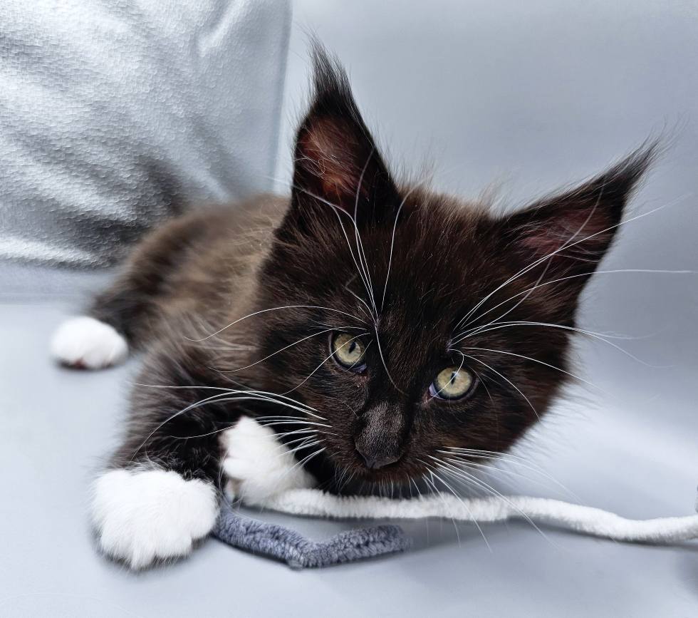 Chaton Zeus – Chatterie de l’Akatsucoon
