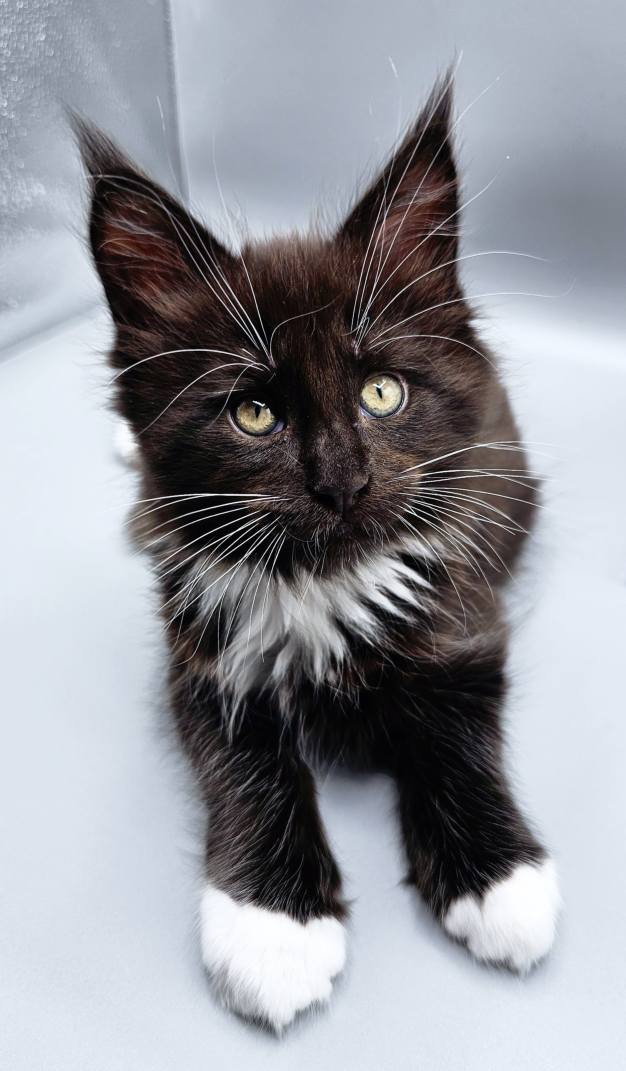 Chaton Zeus – Chatterie de l’Akatsucoon