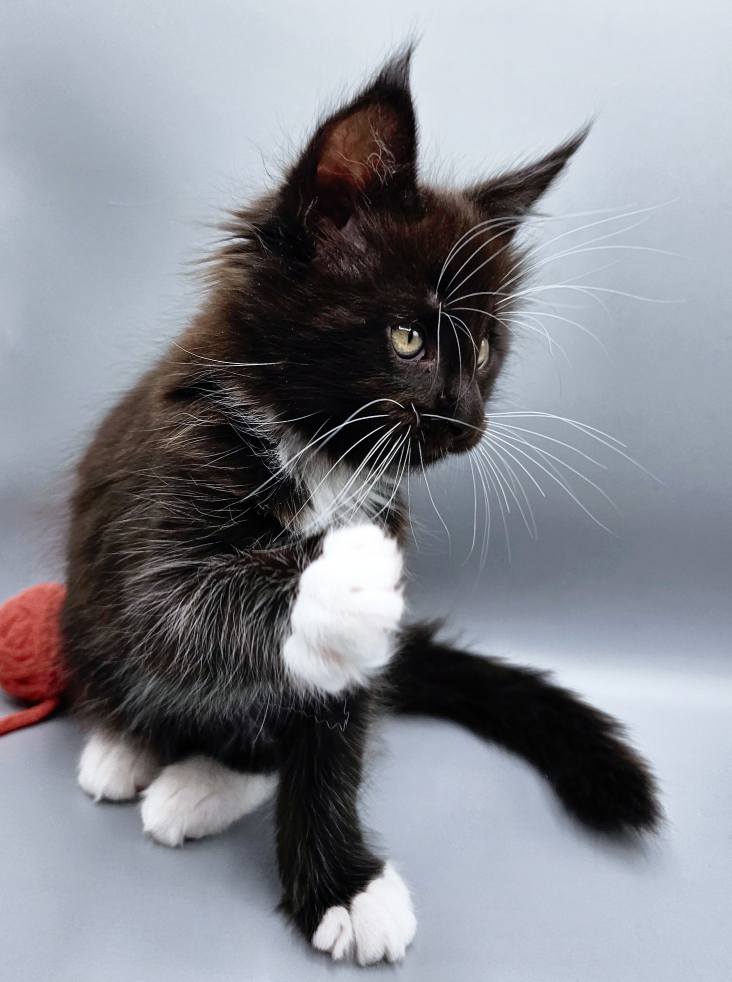 Chaton Zeus – Chatterie de l’Akatsucoon
