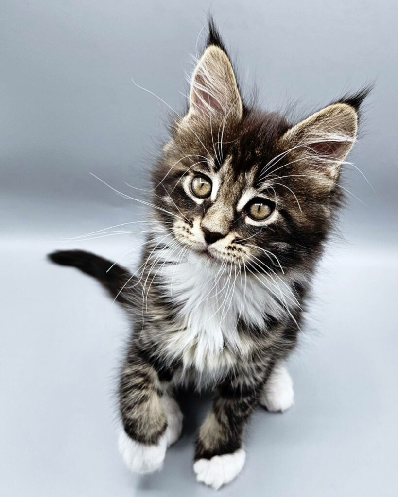 Chaton Vanille - Chatterie de l'Akatsucoon