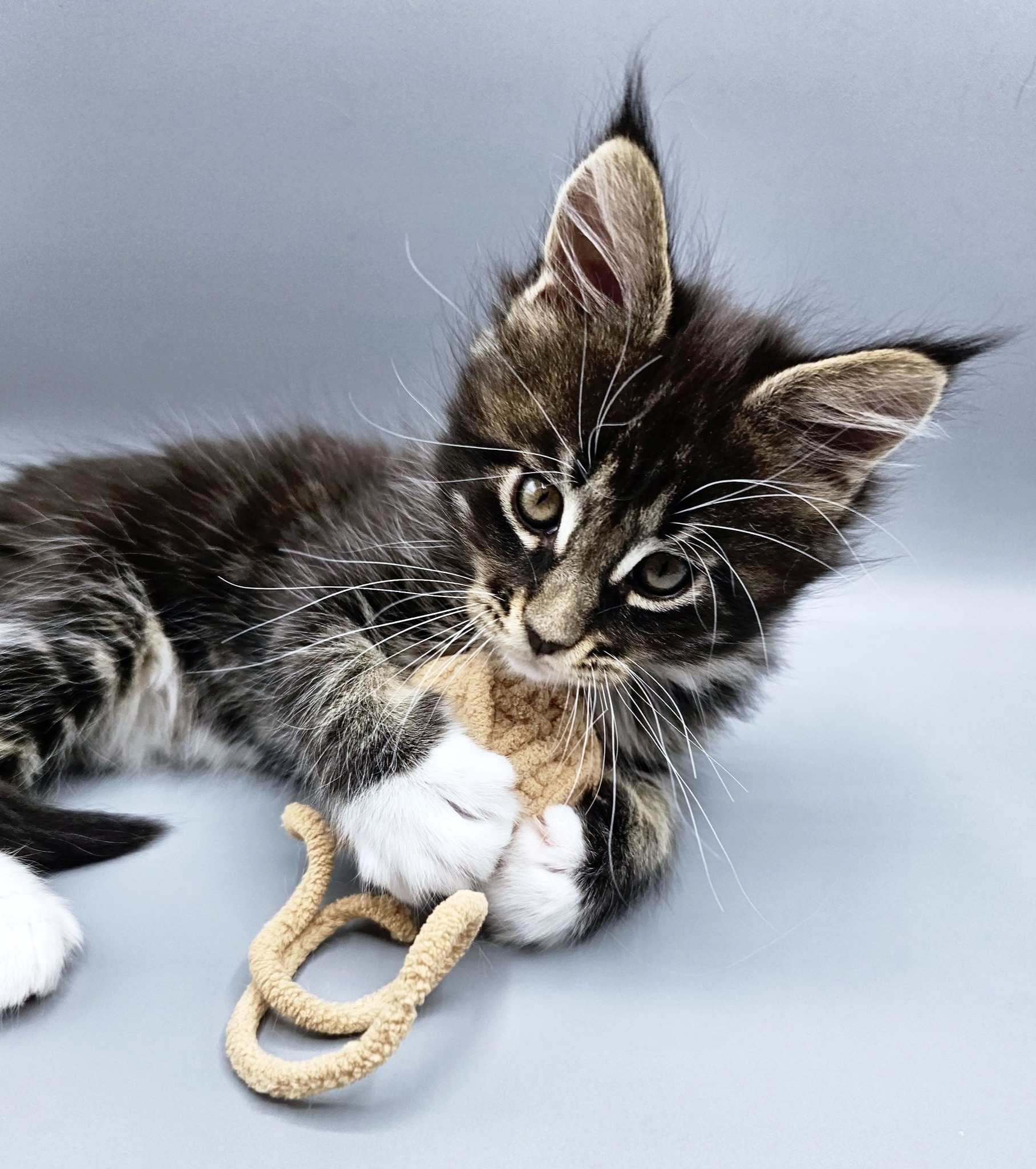 Chaton Vanille – Chatterie de l’Akatsucoon