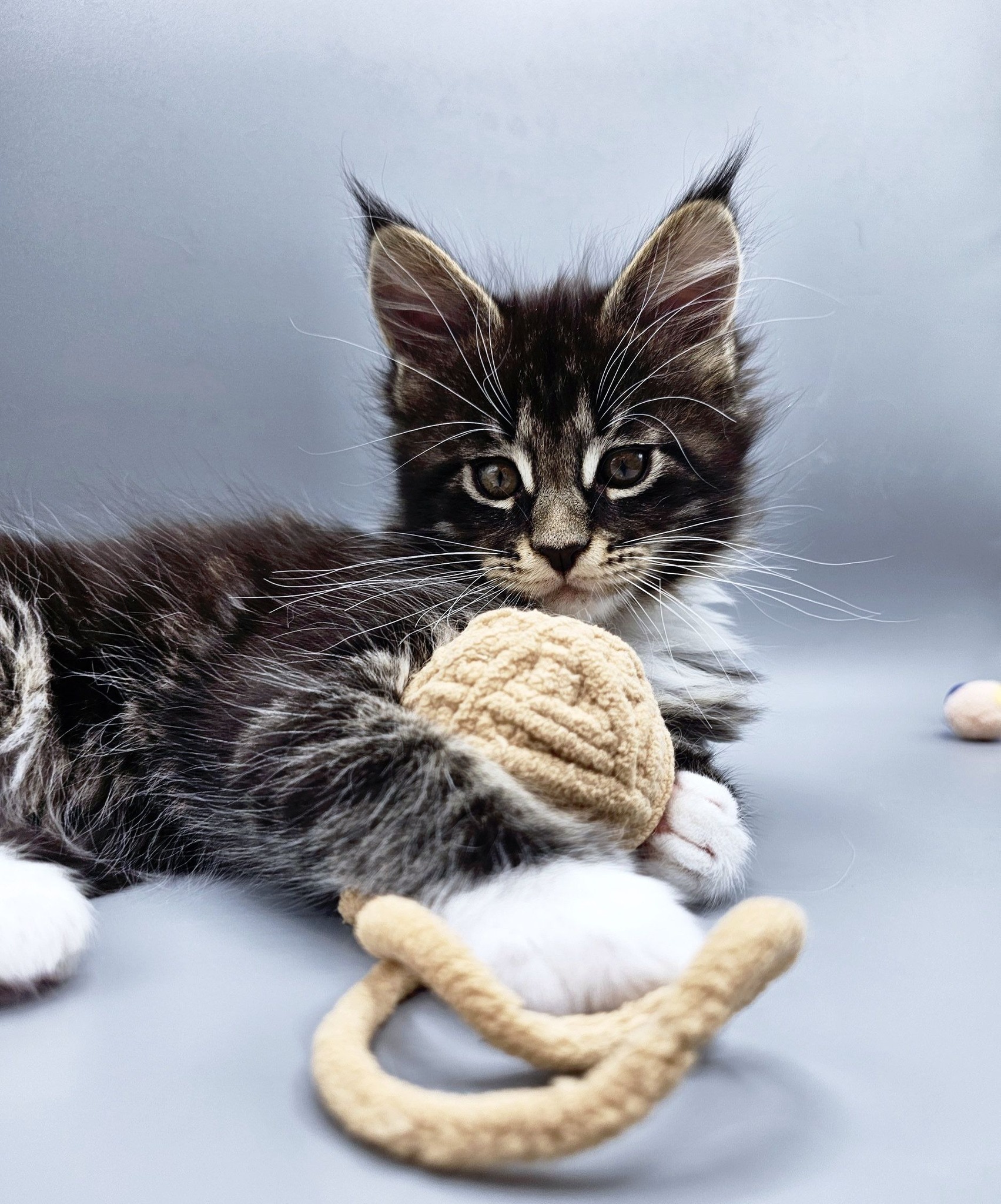Chaton Vanille – Chatterie de l’Akatsucoon