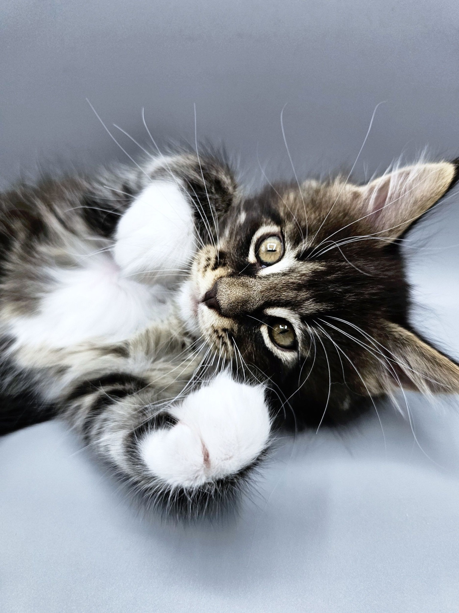 Chaton Vanille – Chatterie de l’Akatsucoon