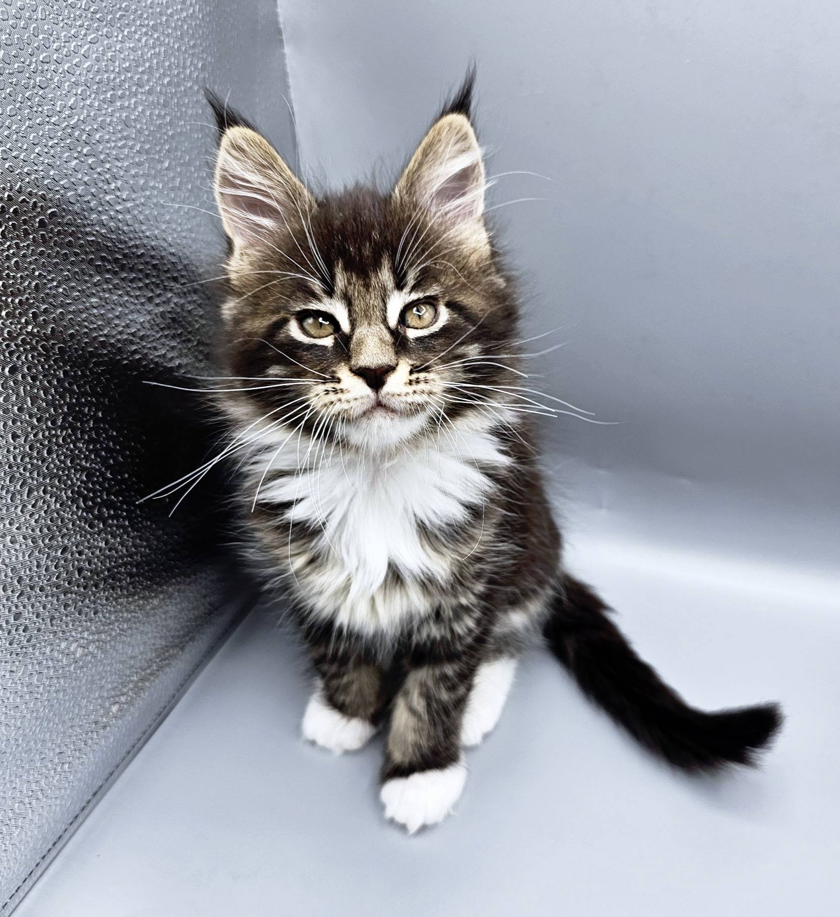 Chaton Vanille – Chatterie de l’Akatsucoon