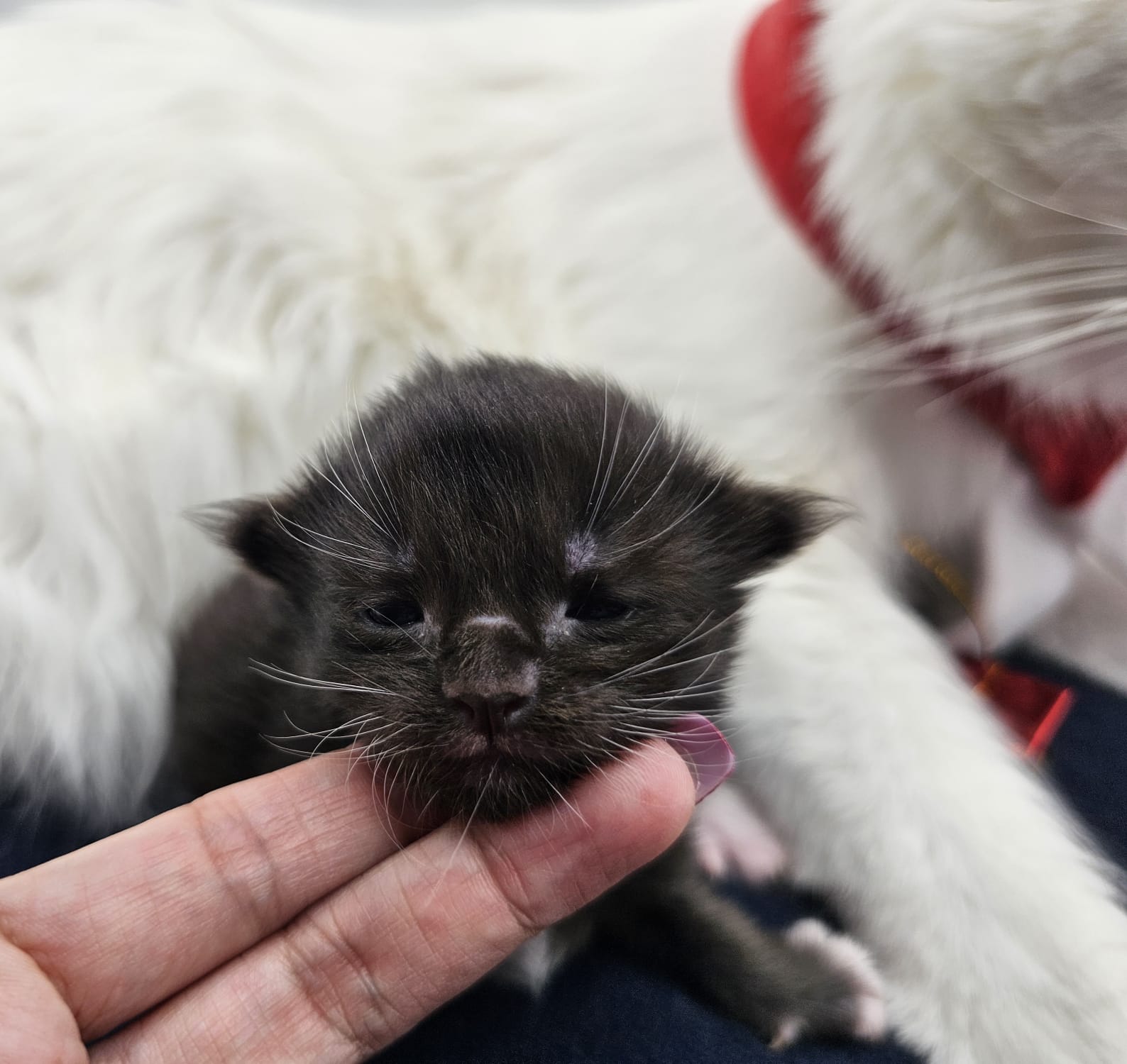 Chaton Zeleph – Chatterie de l’Akatsucoon