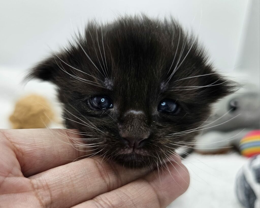 Chaton Zeleph - Chatterie de l'Akatsucoon