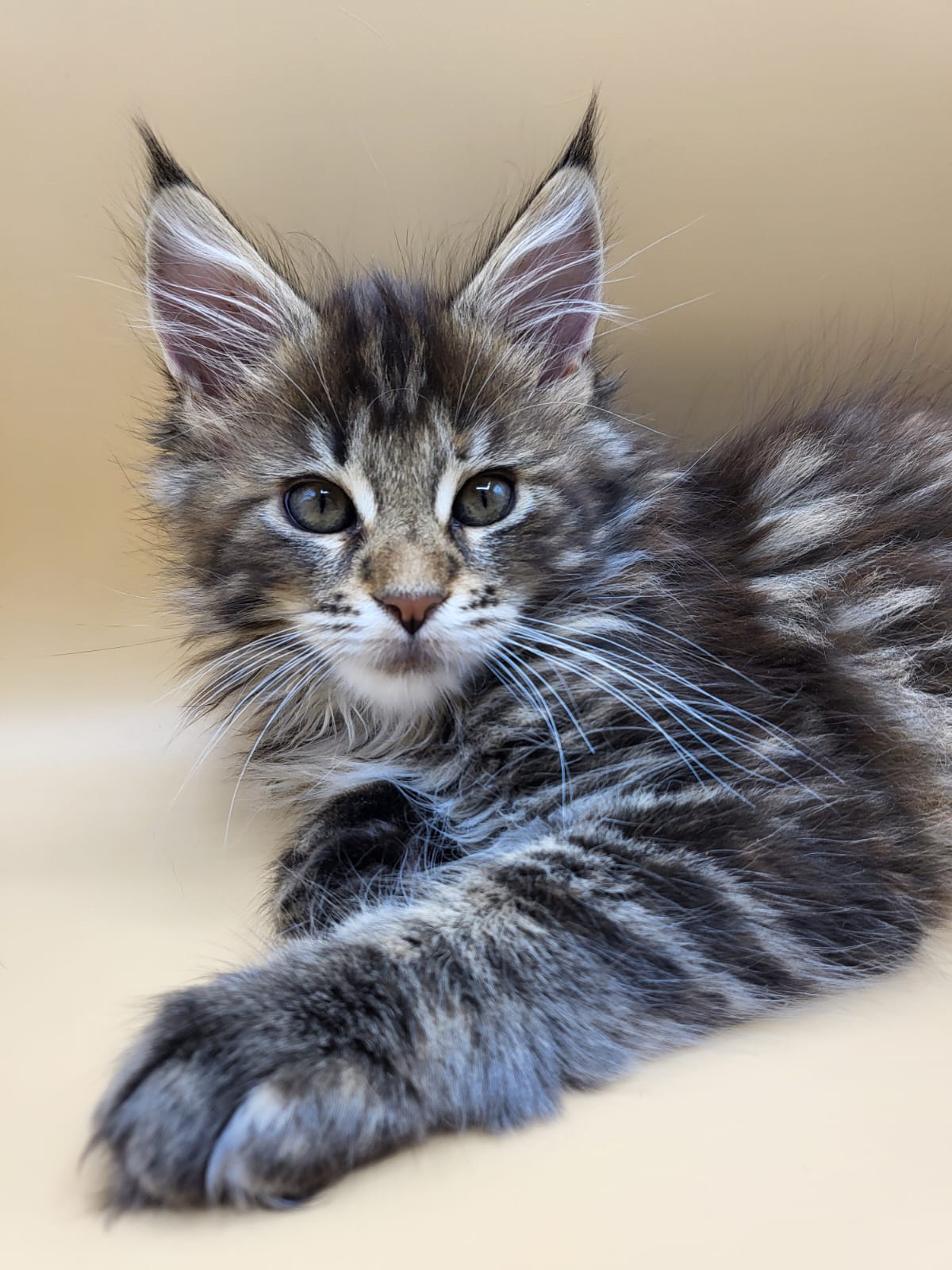 Willow – Maine Coon Chaton – Elevage Familiale Maine Coon Loof – Chatterie de l’Akatsucoon