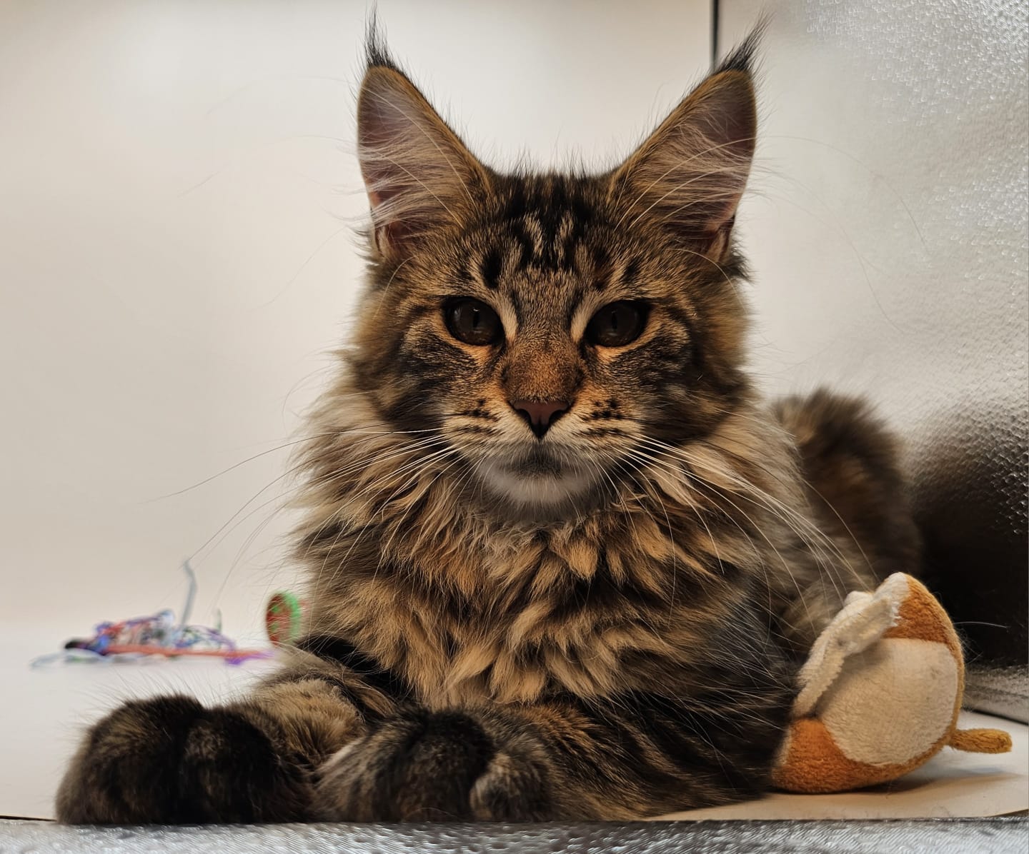 Willow – Maine Coon Chaton – Elevage Familiale Maine Coon Loof – Chatterie de l’Akatsucoon