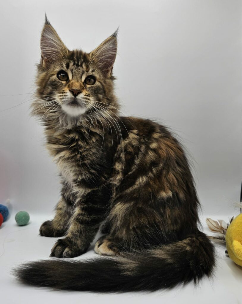 Willow - Maine Coon Chaton - Elevage Familiale Maine Coon Loof - Chatterie de l'Akatsucoon