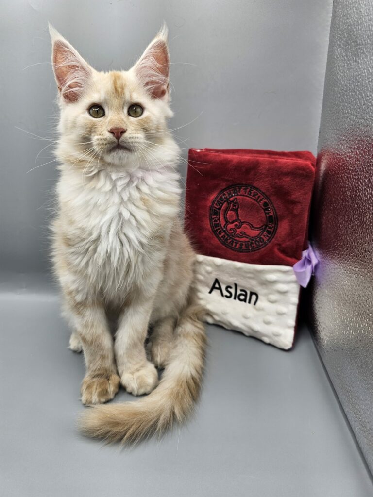 Aslan - Chaton Maine Coon