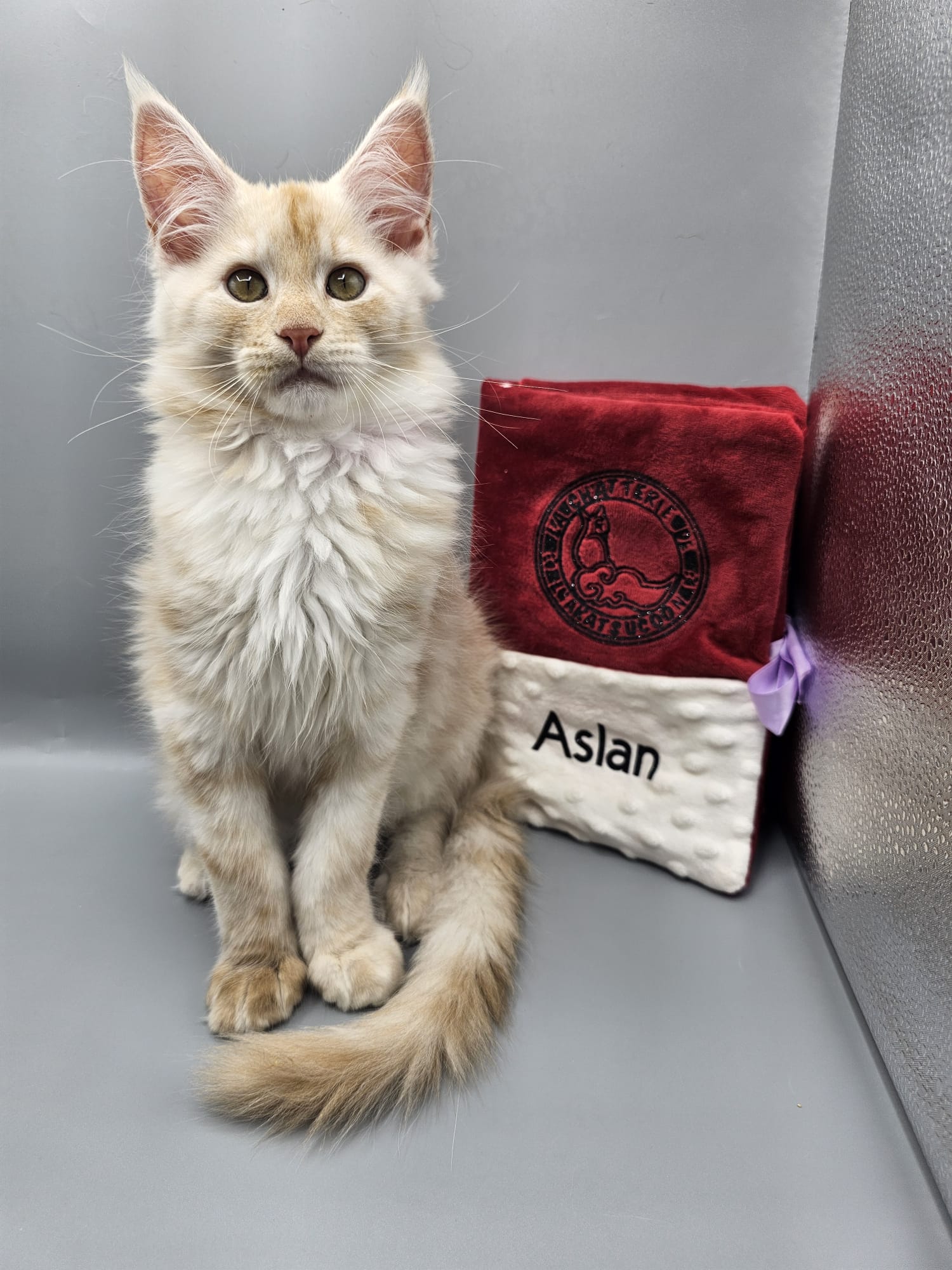 Aslan – Chaton Maine Coon