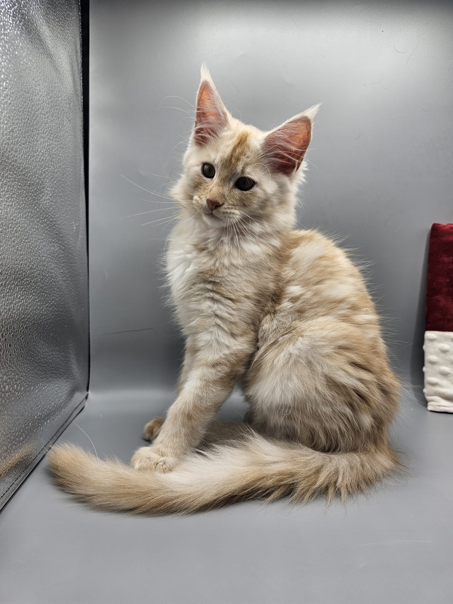 Aslan – Chaton Maine Coon