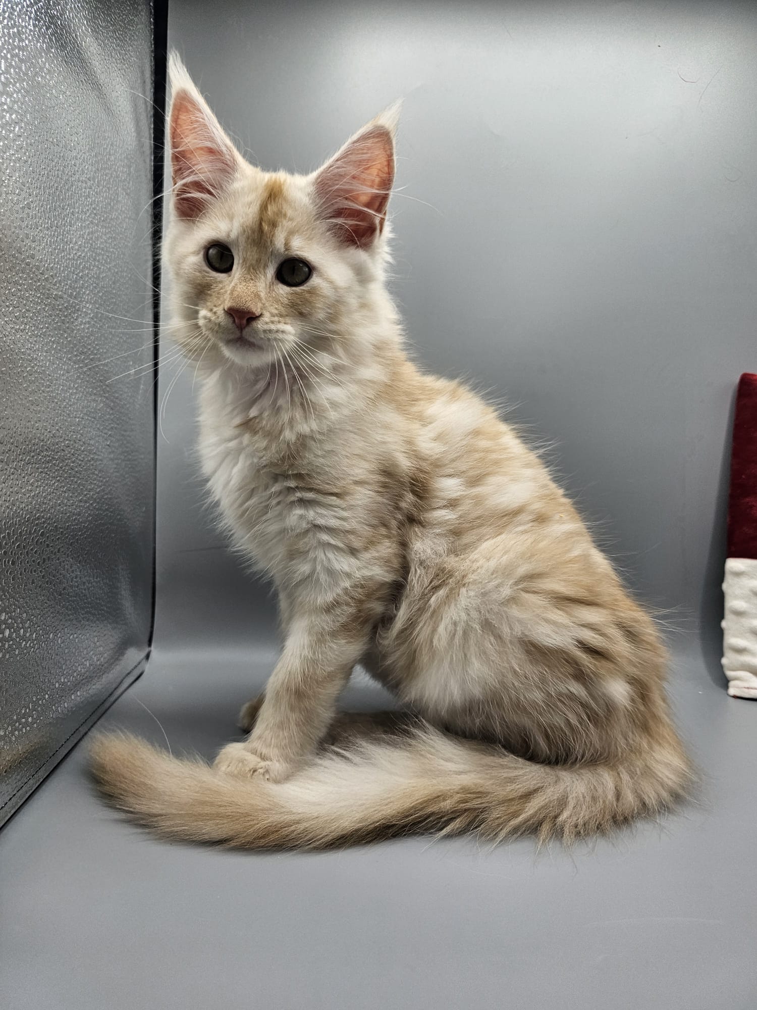 Aslan – Chaton Maine Coon