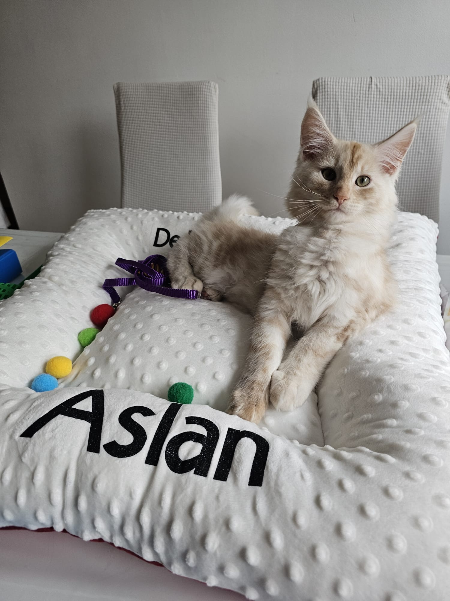 Aslan – Chaton Maine Coon