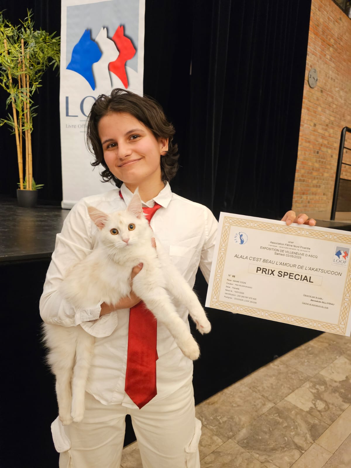 Alala c’est beau l’amour – Chaton Maine Coon LOOF