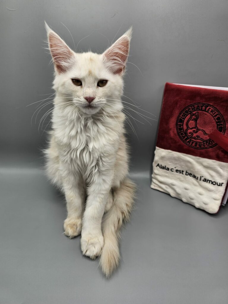 Alala c'est beau l'amour - Chaton Maine Coon LOOF