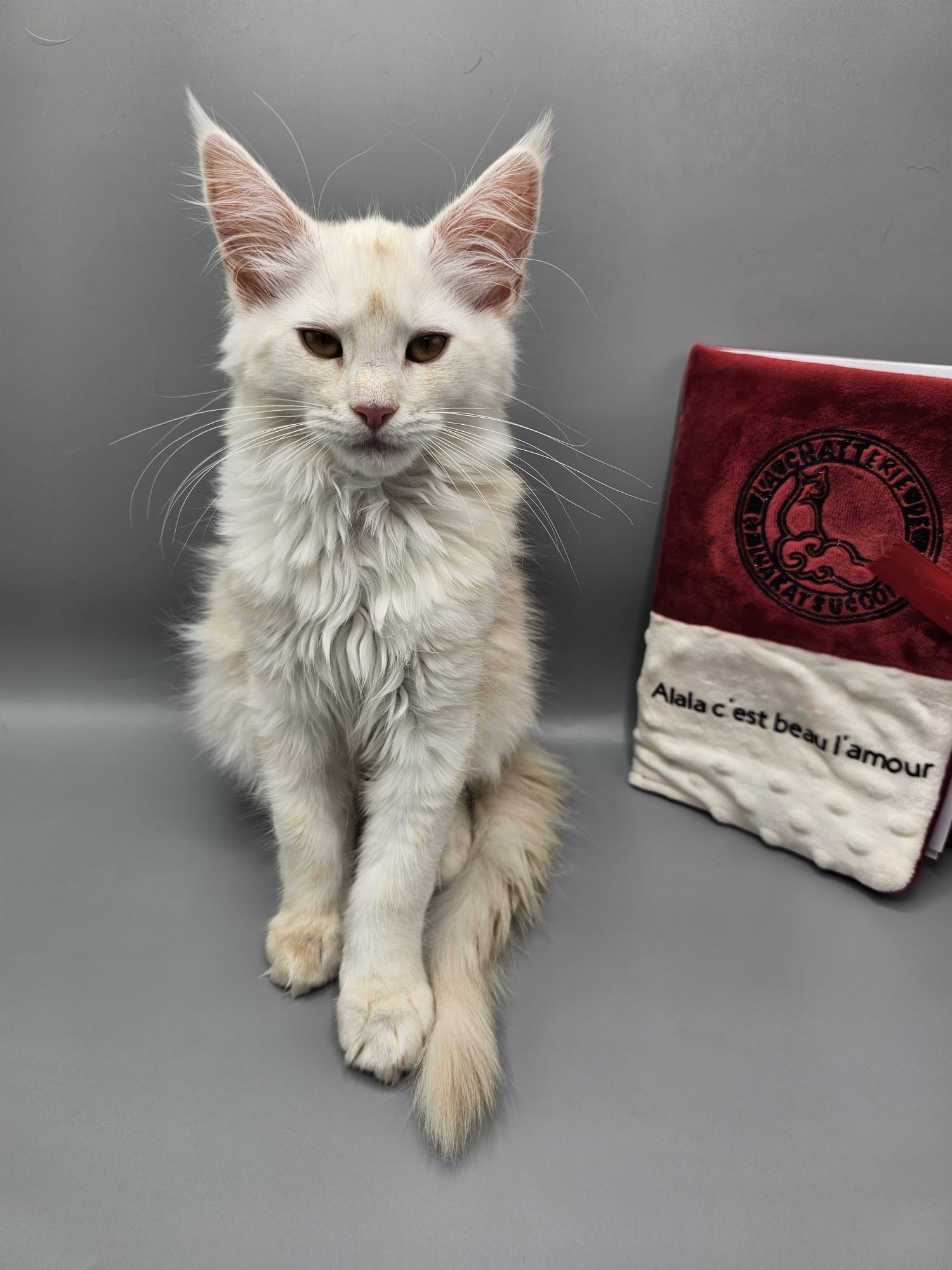 Alala c’est beau l’amour – Chaton Maine Coon LOOF