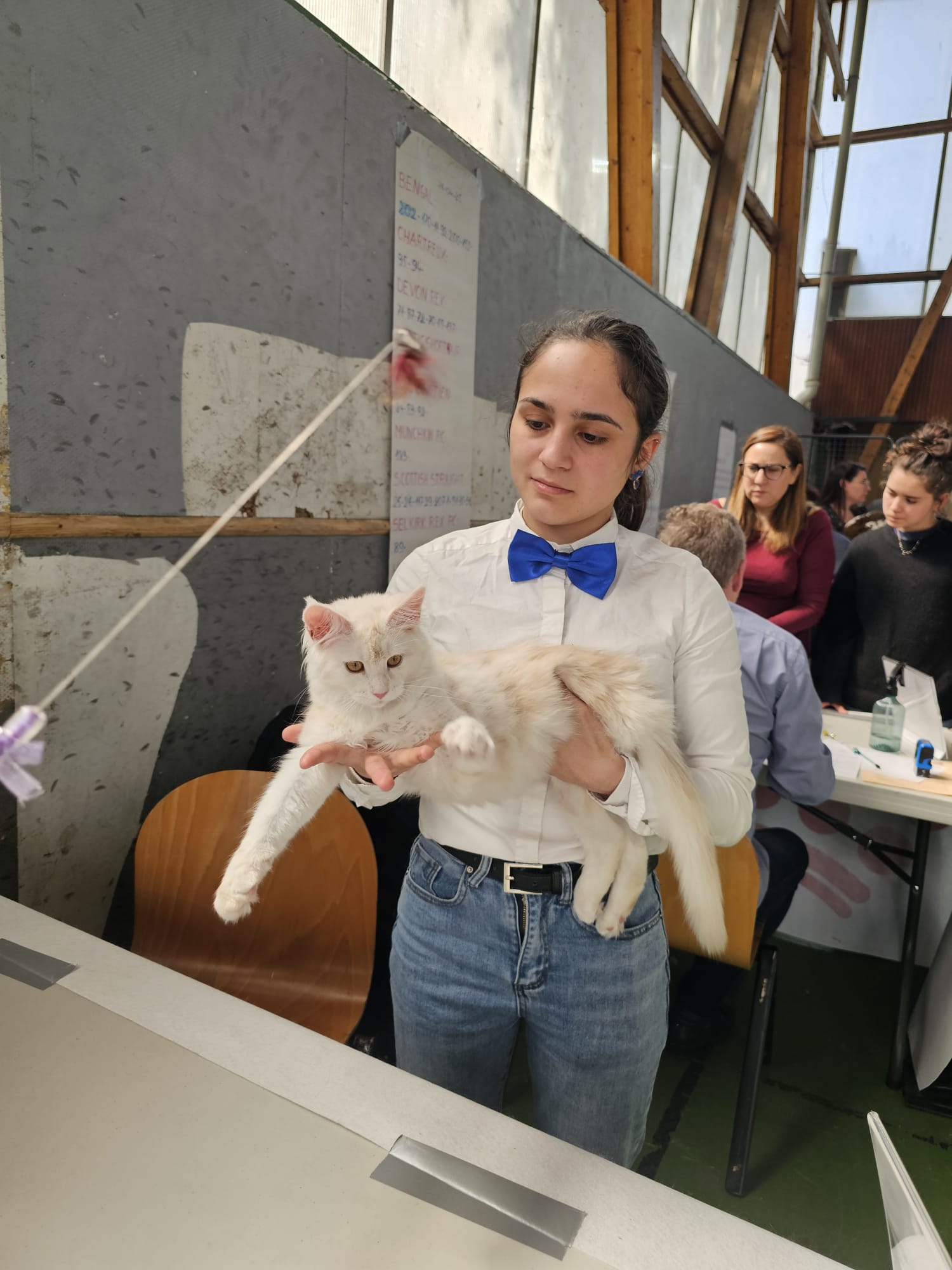Alala c’est beau l’amour – Chaton Maine Coon LOOF