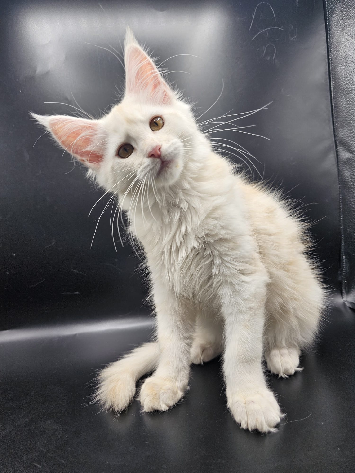 Alala c’est beau l’amour – Chaton Maine Coon LOOF