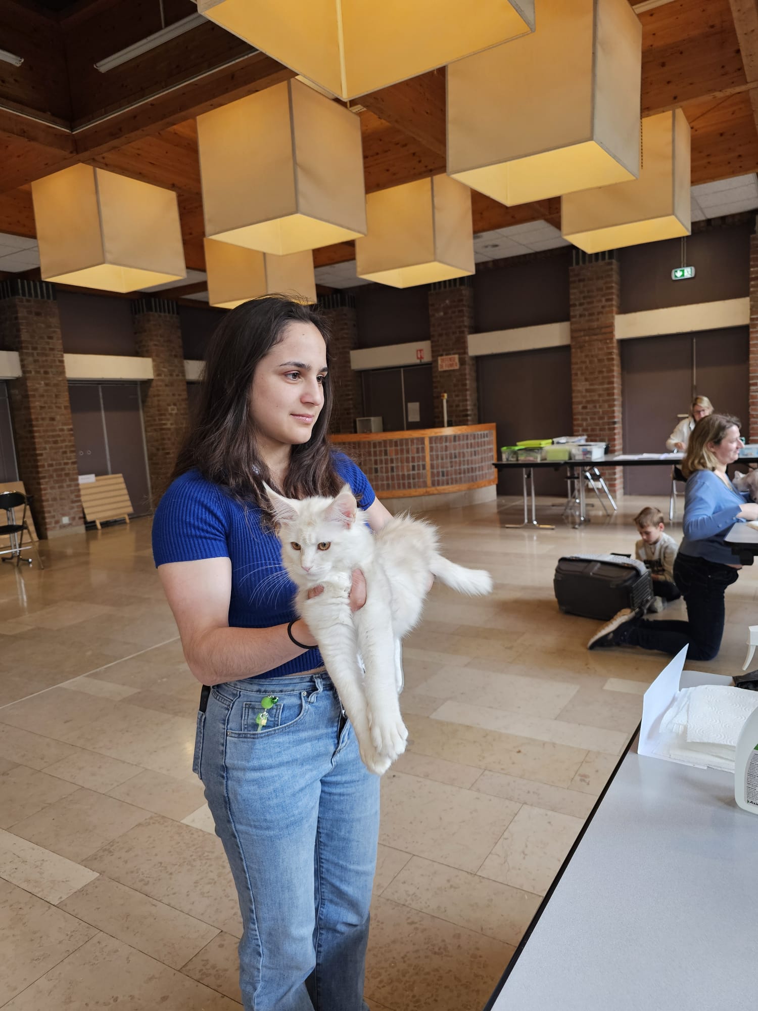 Alala c’est beau l’amour – Chaton Maine Coon LOOF