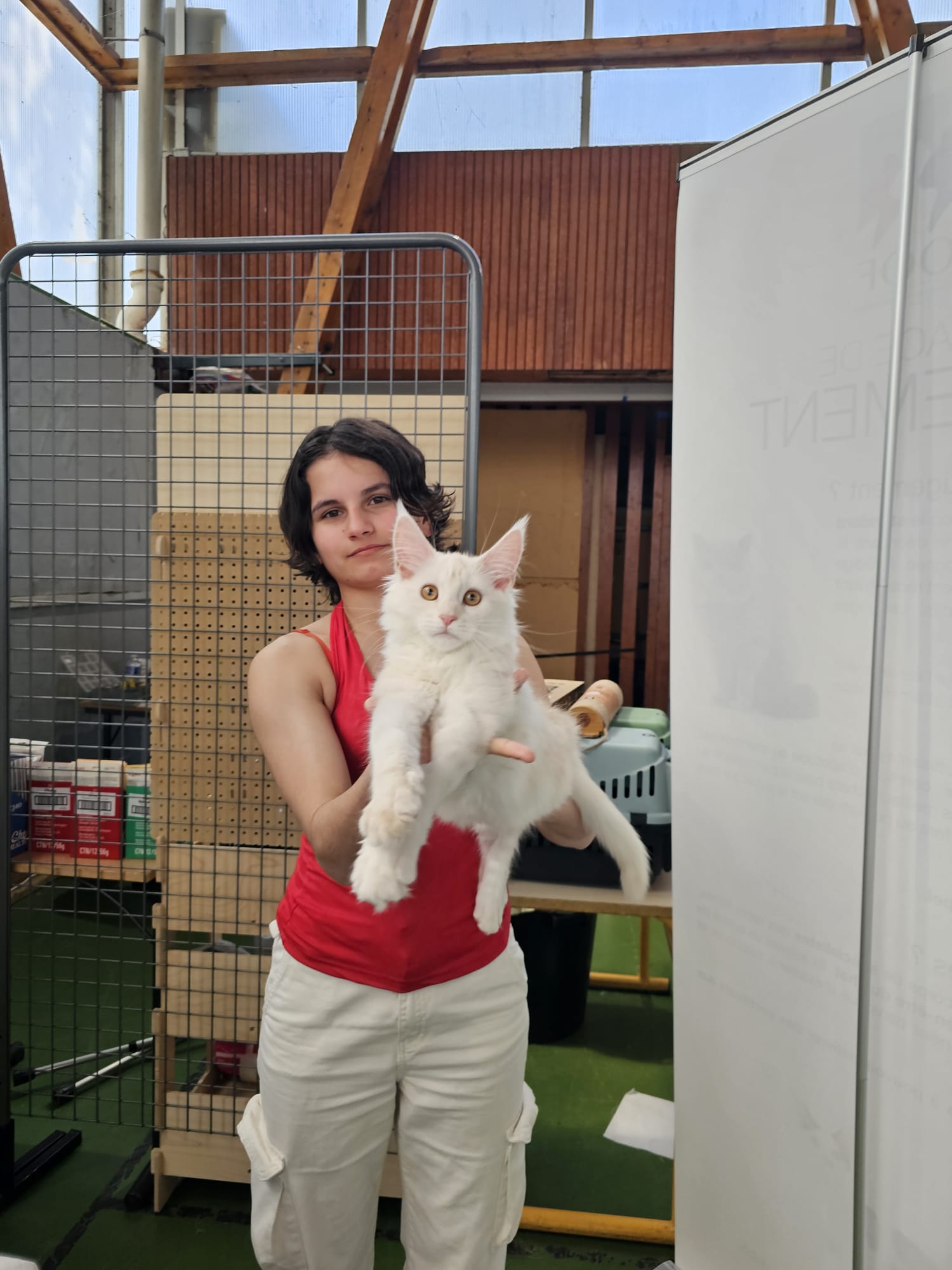 Alala c’est beau l’amour – Chaton Maine Coon LOOF