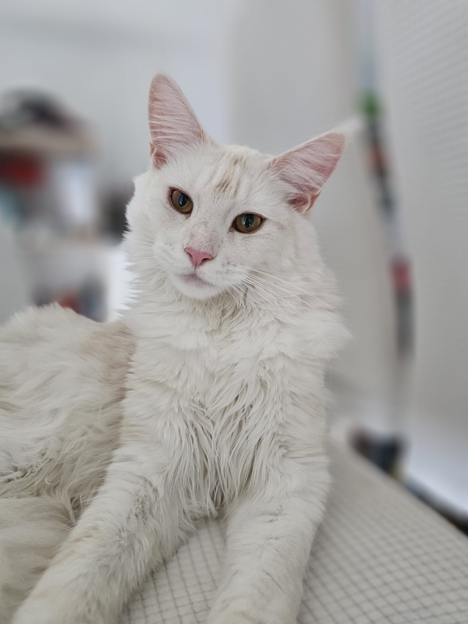 Alala c’est beau l’amour – Chaton Maine Coon LOOF