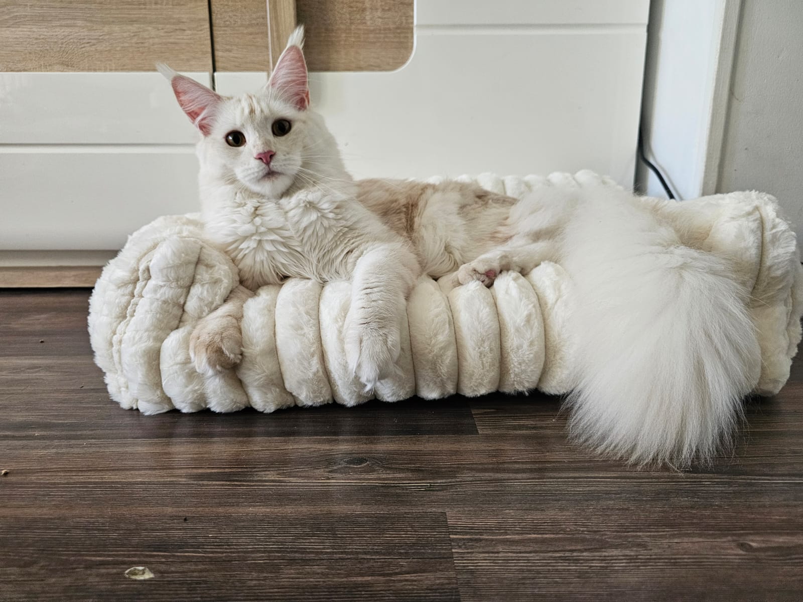 Alala c’est beau l’amour – Chaton Maine Coon LOOF