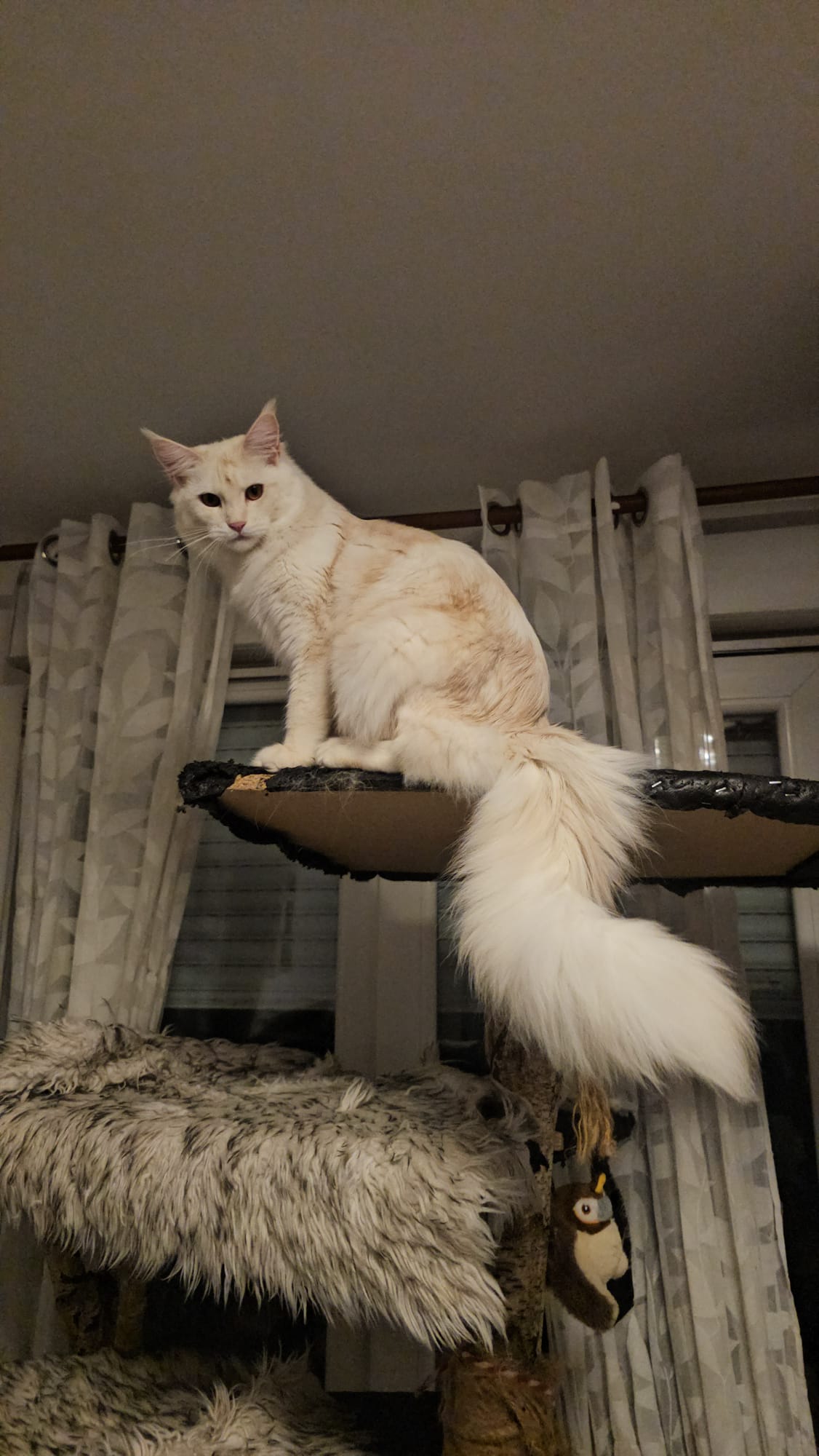 Alala c’est beau l’amour – Chaton Maine Coon LOOF