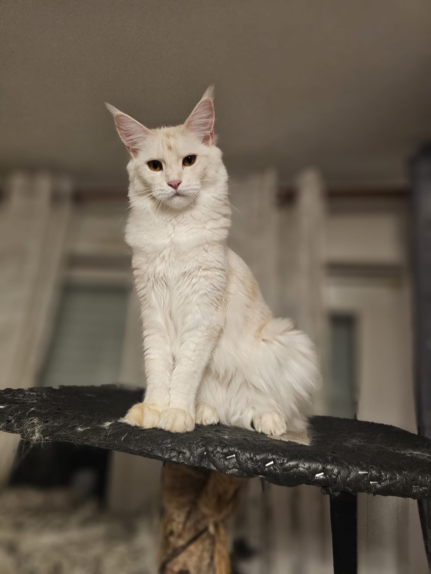 Alala c’est beau l’amour – Chaton Maine Coon LOOF