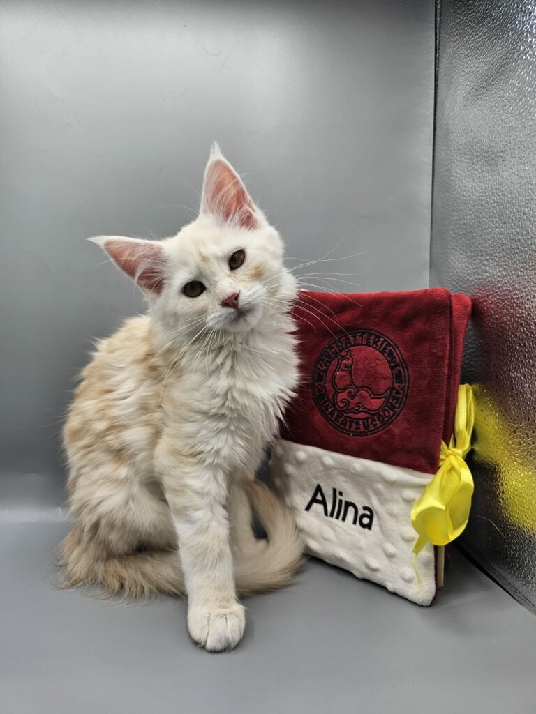 Alina - Chaton Maine Coon LOOF Red Silver Shaded
